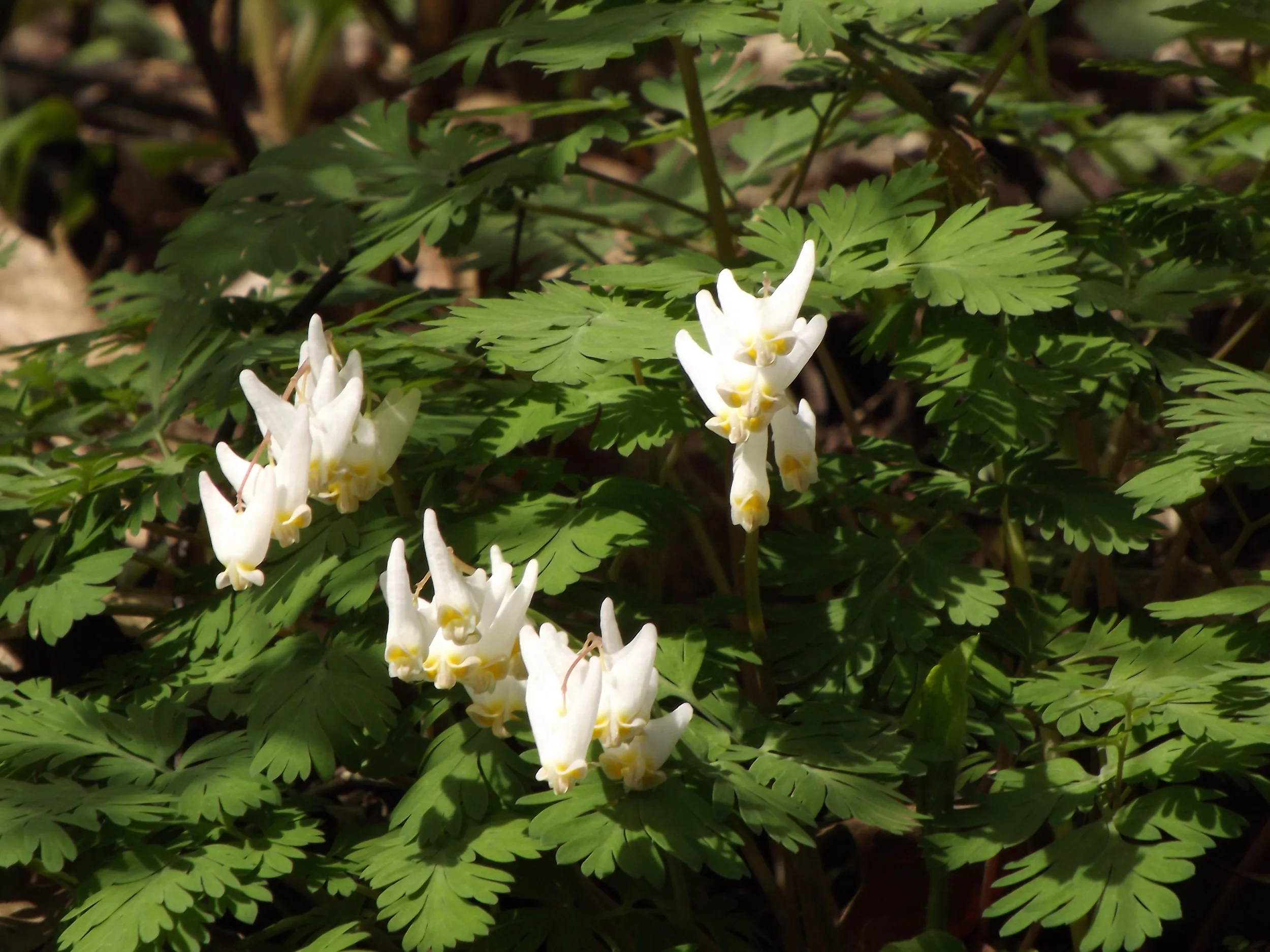 Dutchman's Breeches Dicentra cucullaria