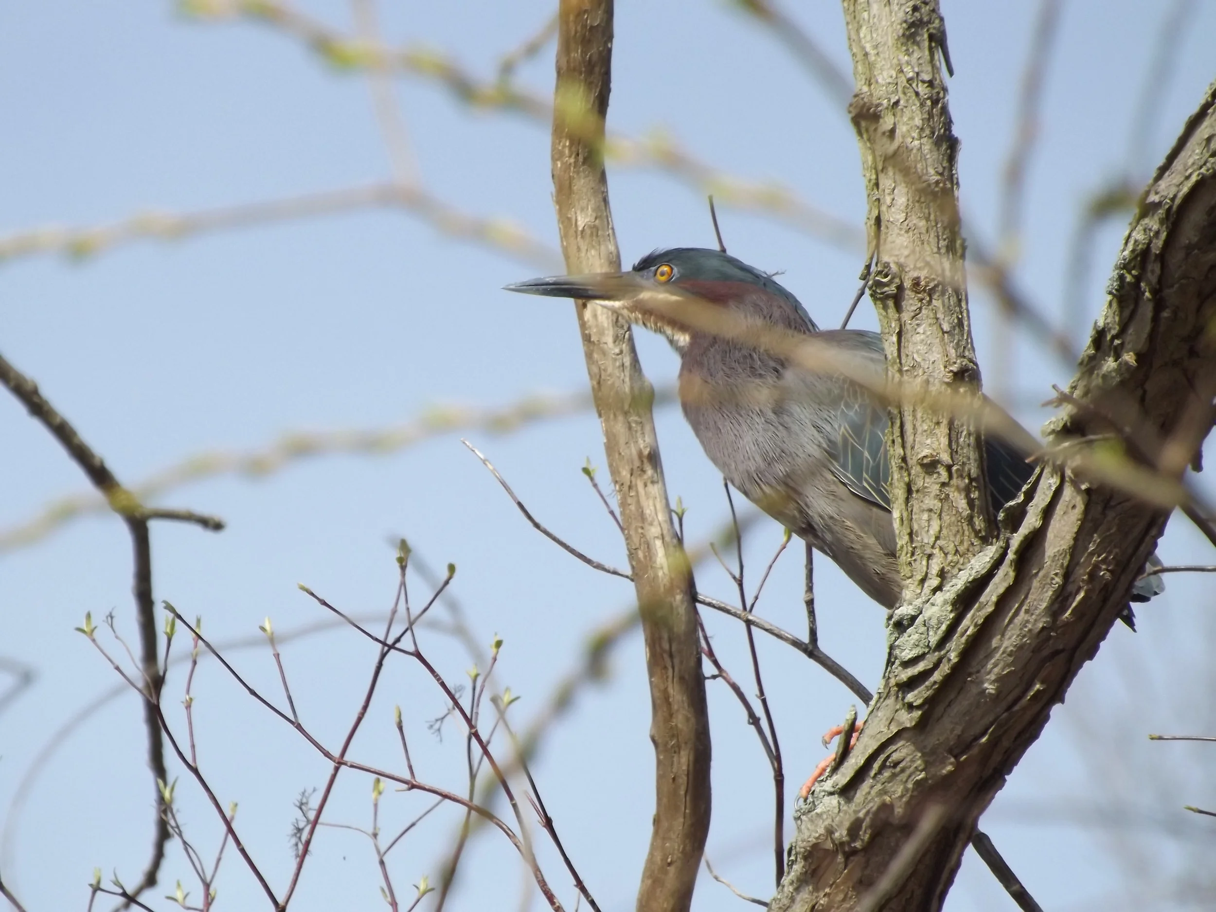 Green Heron Butorides virescens