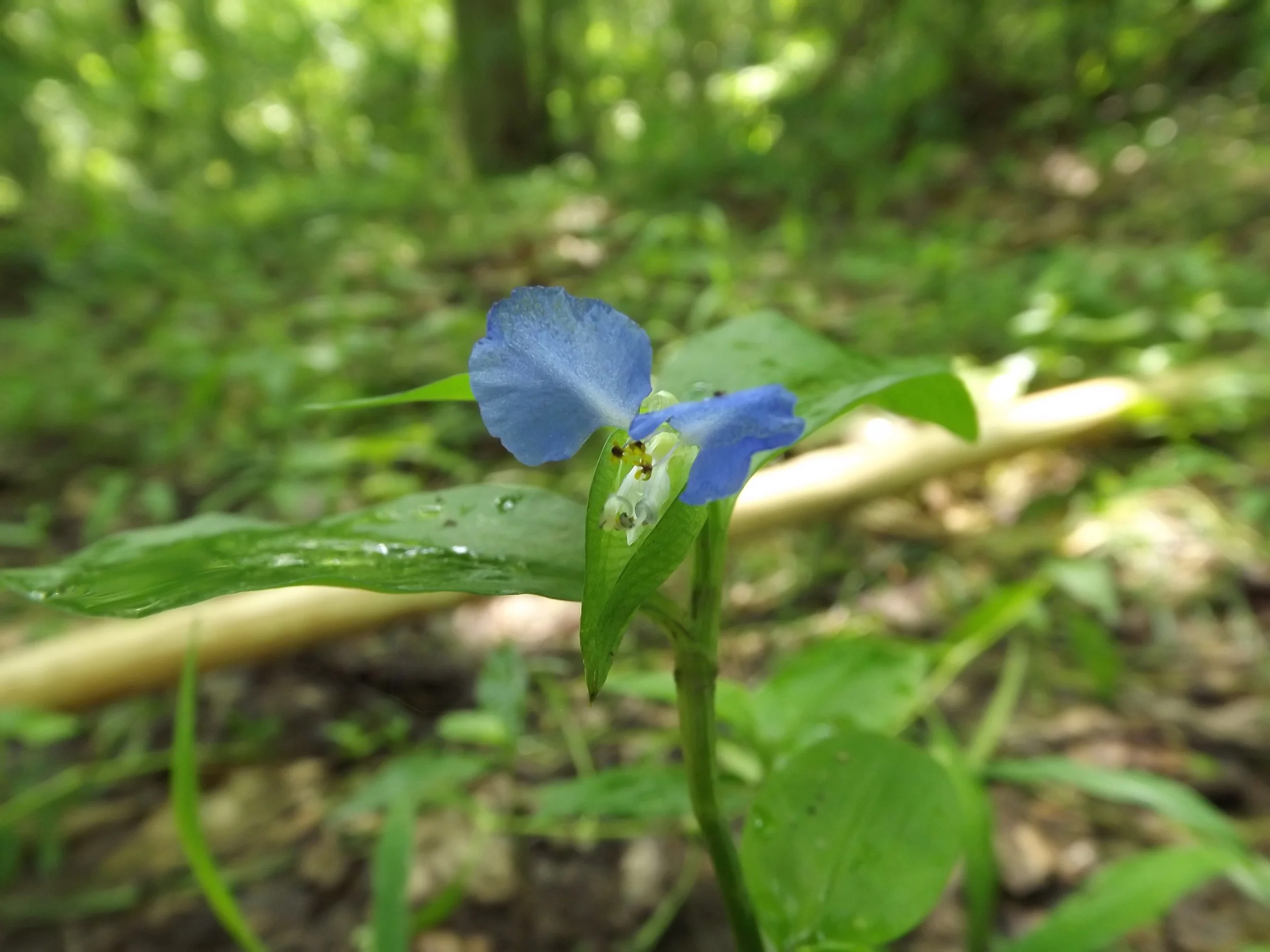 Asiatic Dayflower (Non-Native) Commelina communis