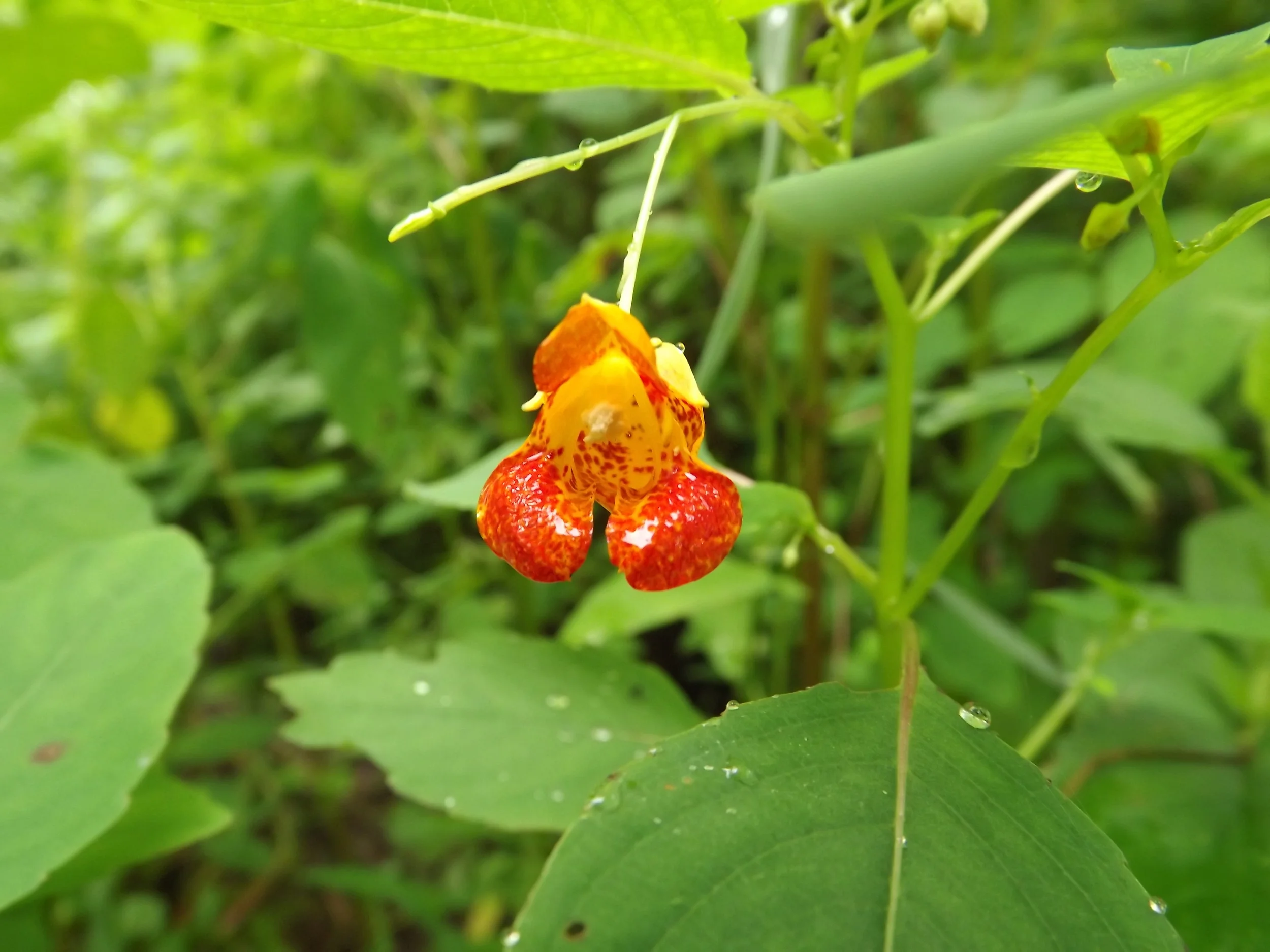 Spotted Touch Me Nots Impatiens capensis