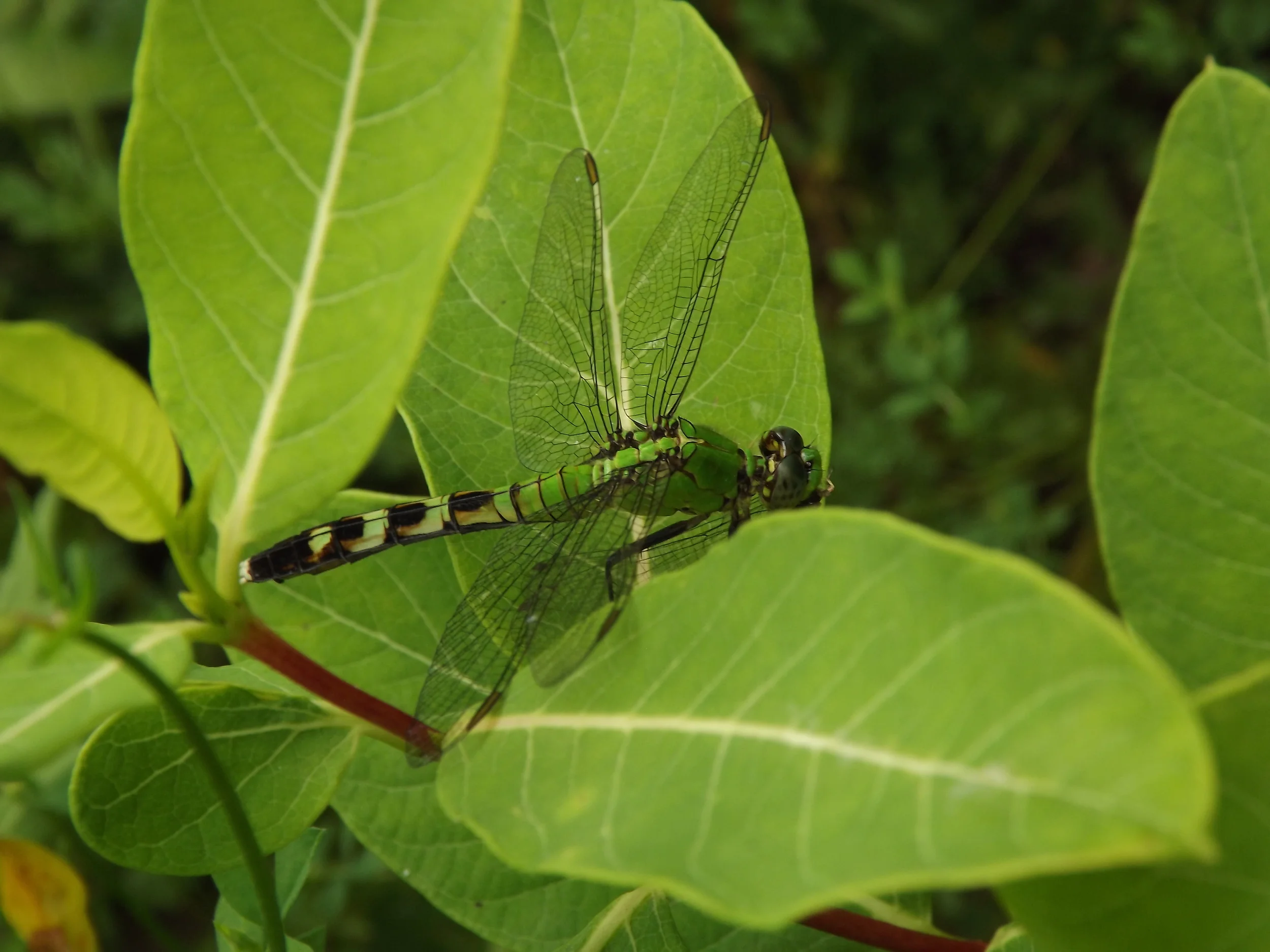 Eastern Pondhawk ♀ Erythemis simplicicollis