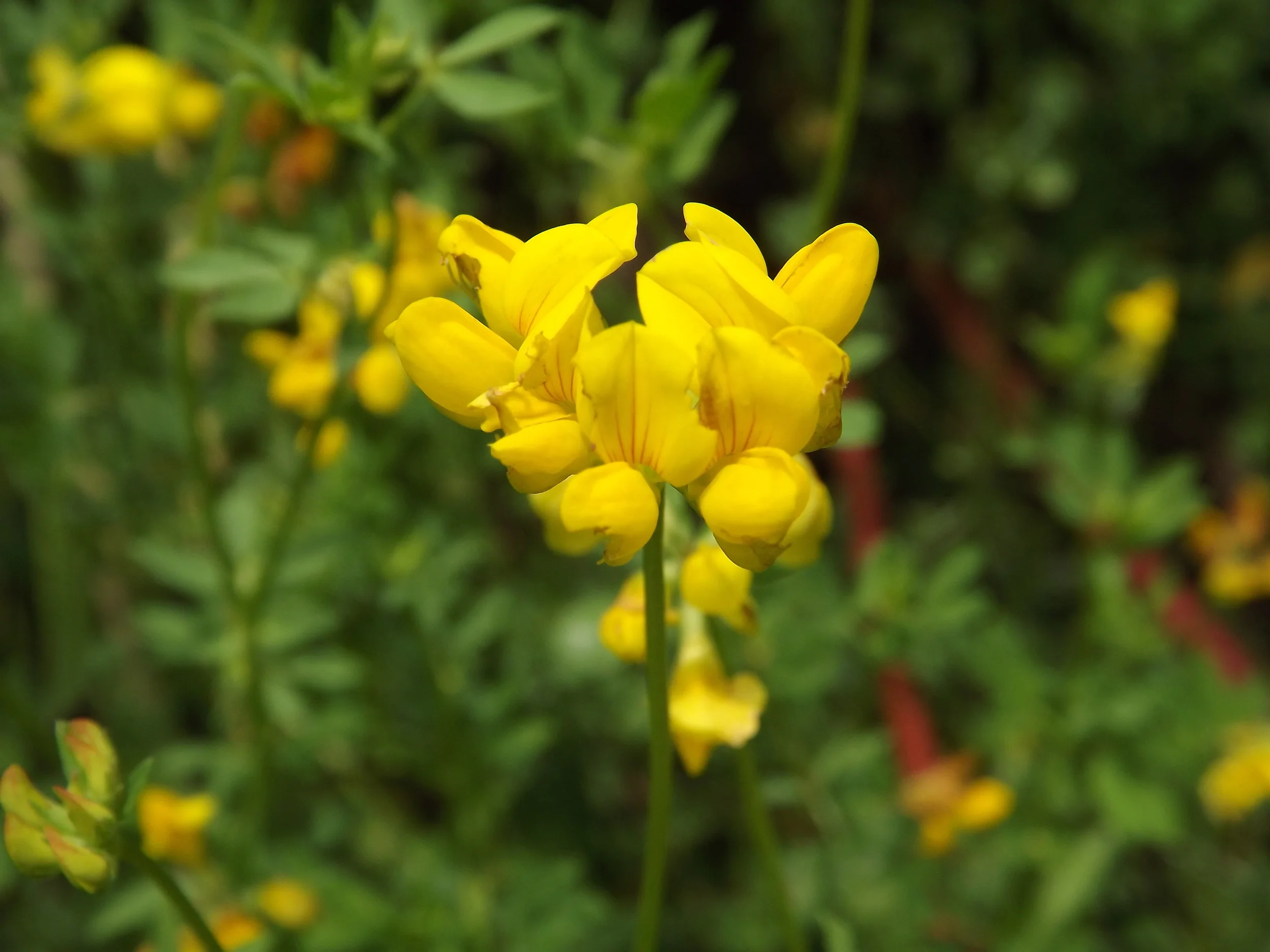 Birdsfoot Trefoil (Non-Native) Lotus corniculatus