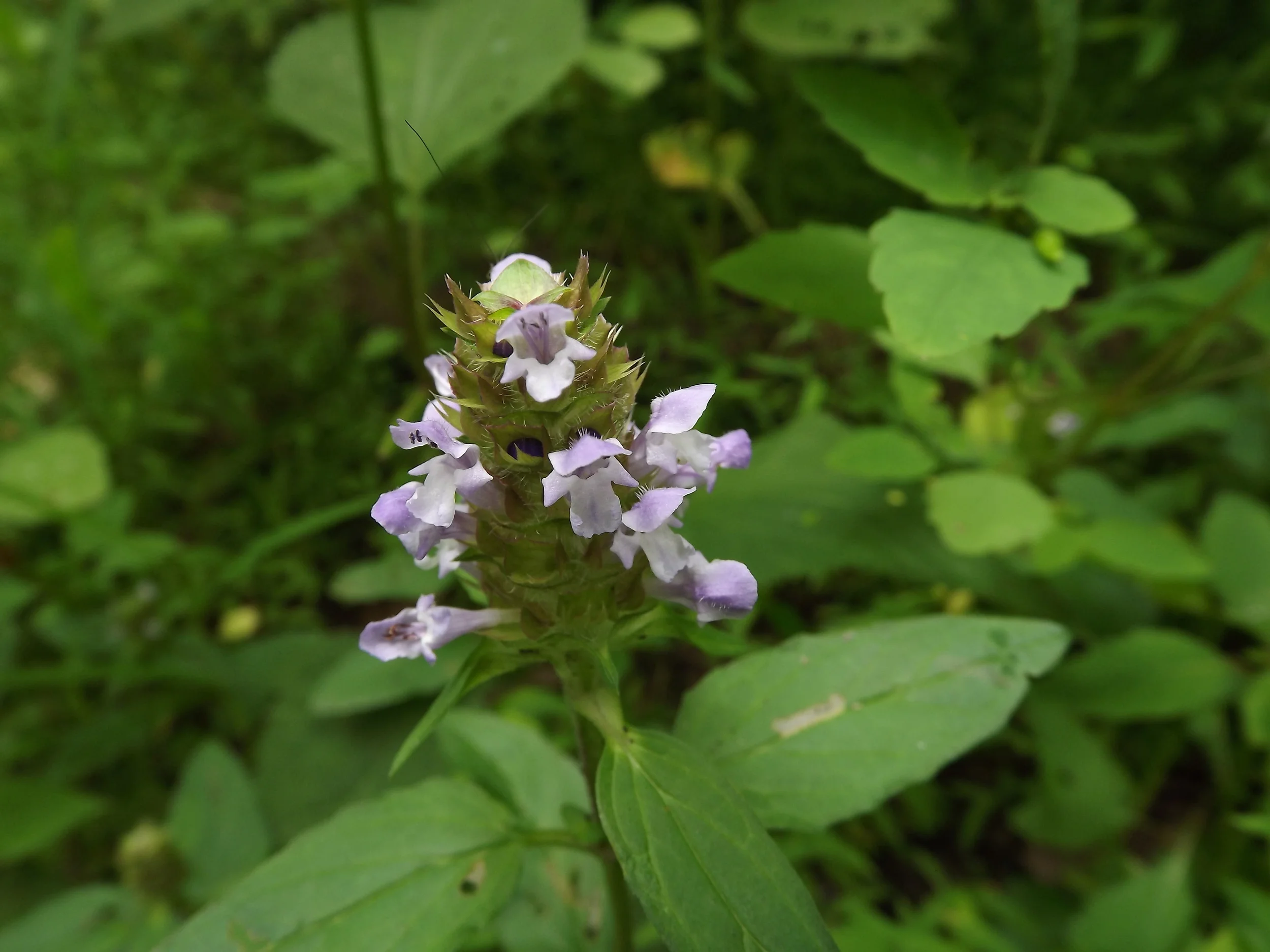 Heal All Prunella vulgaris
