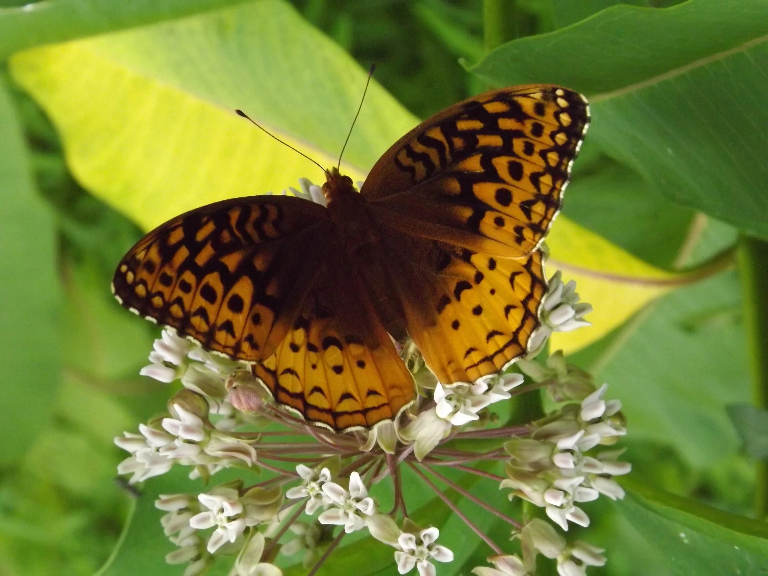 Great Spangled Fritillary Butterfly Speyeria cybele