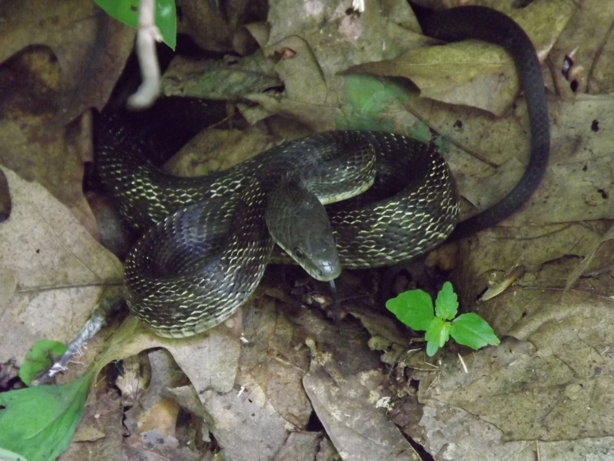 Black Rat Snake Elaphe obsoleta obsoleta