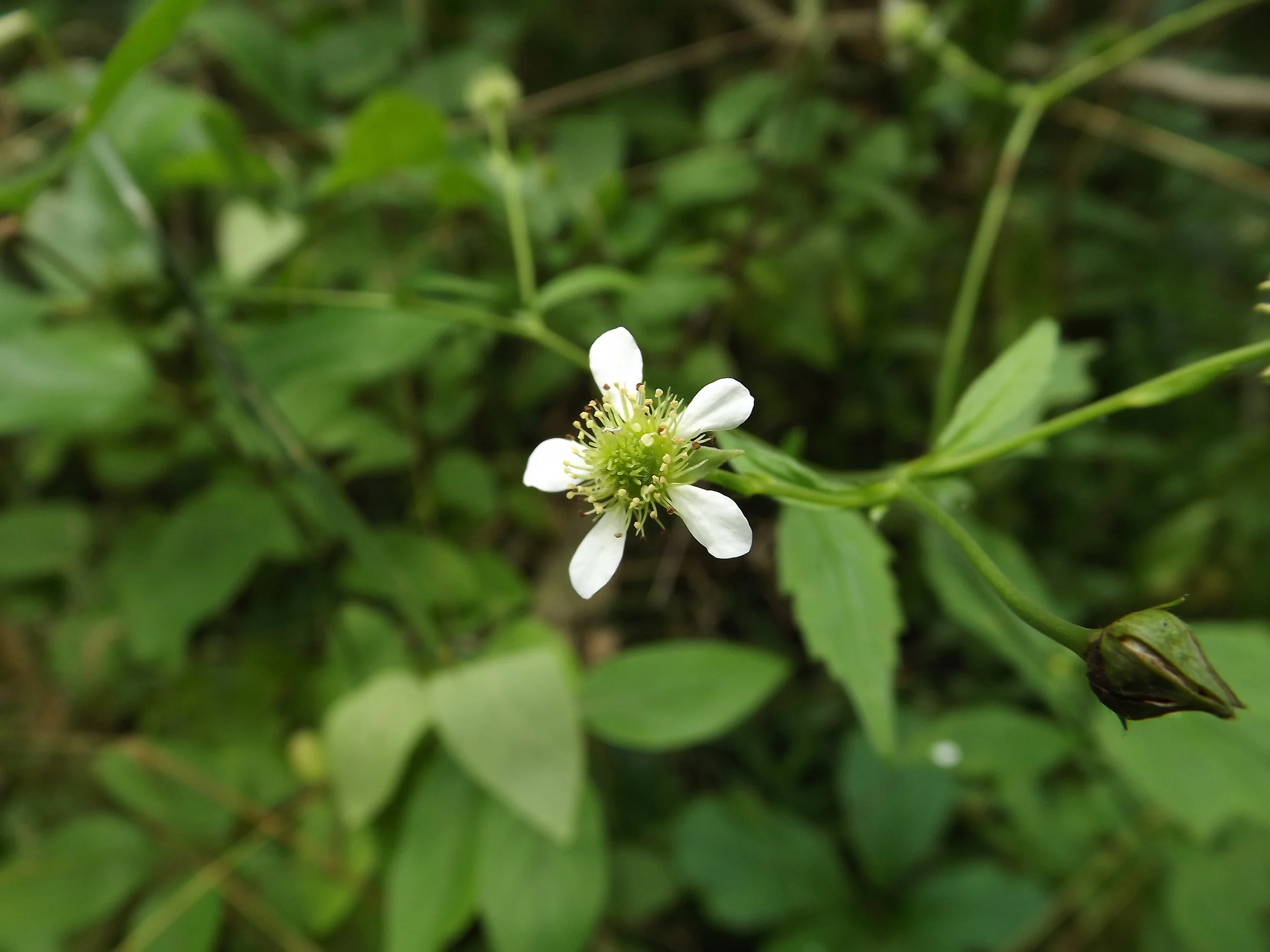 White Avens Geum canadense
