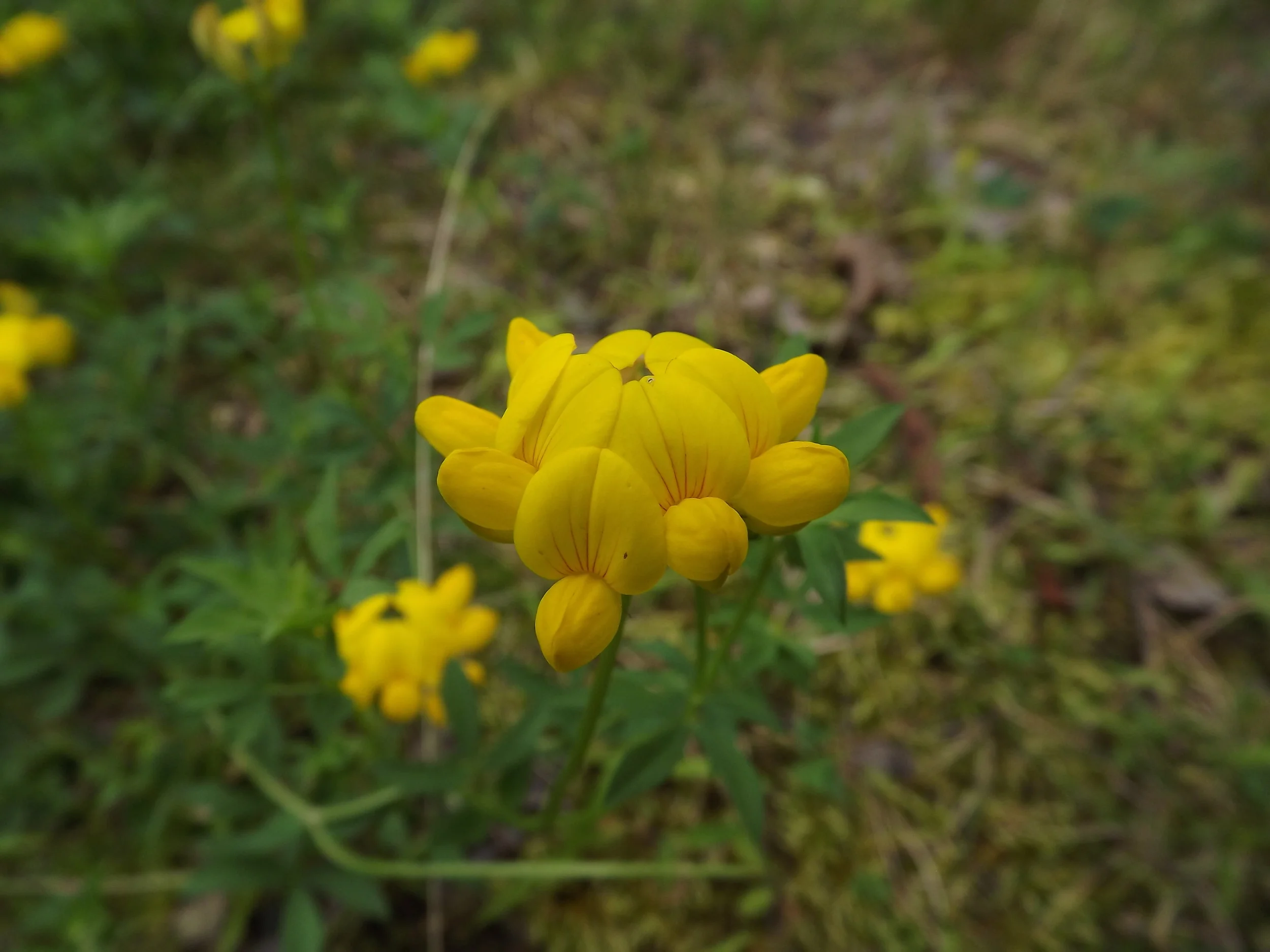 Birdsfoot Trefoil (Non-Native) Lotus corniculatus