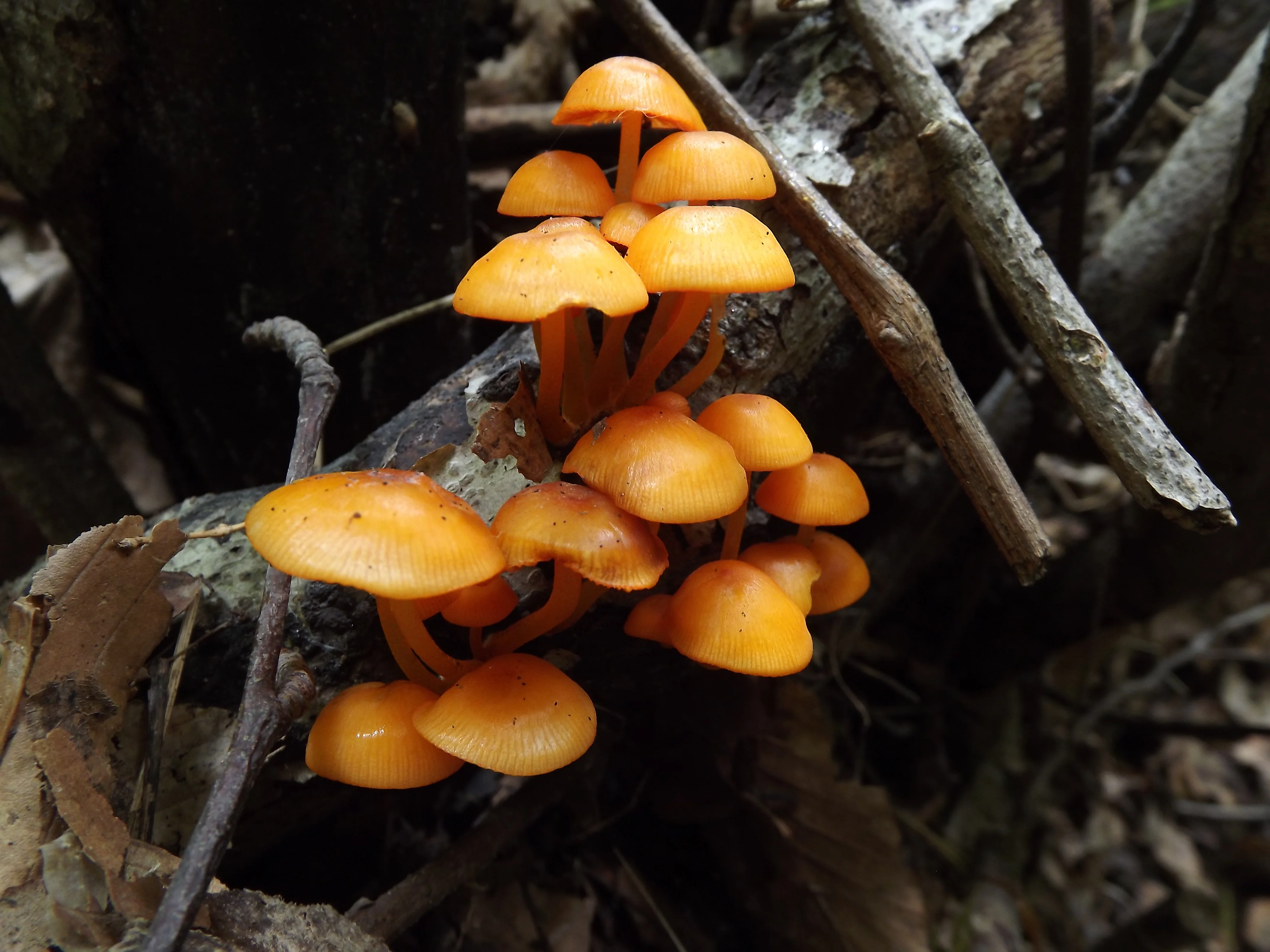 Hawkweeds, Hornbeam, and Poop Eaters