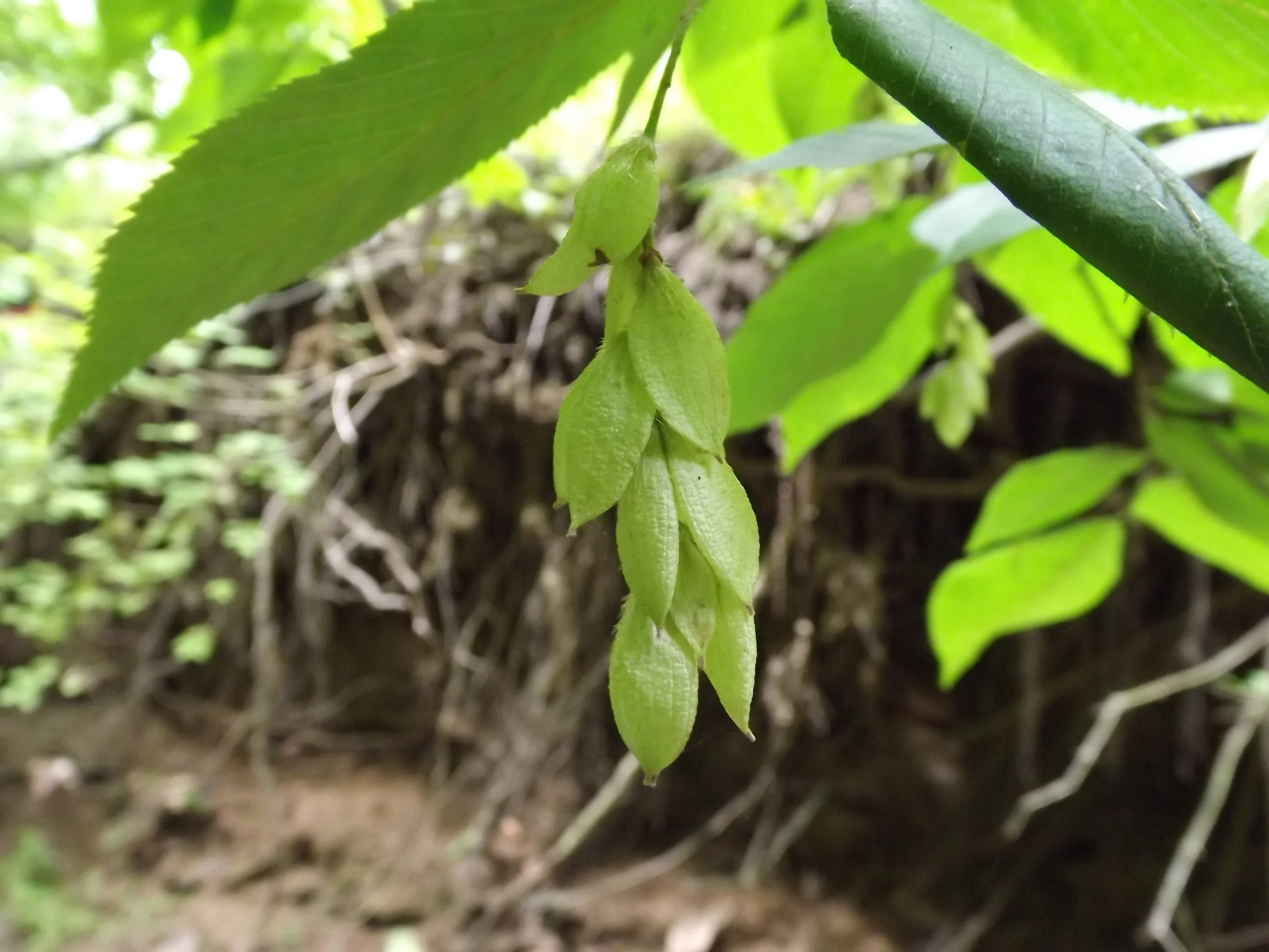 Eastern Hophornbeam Ostrya virginiana 