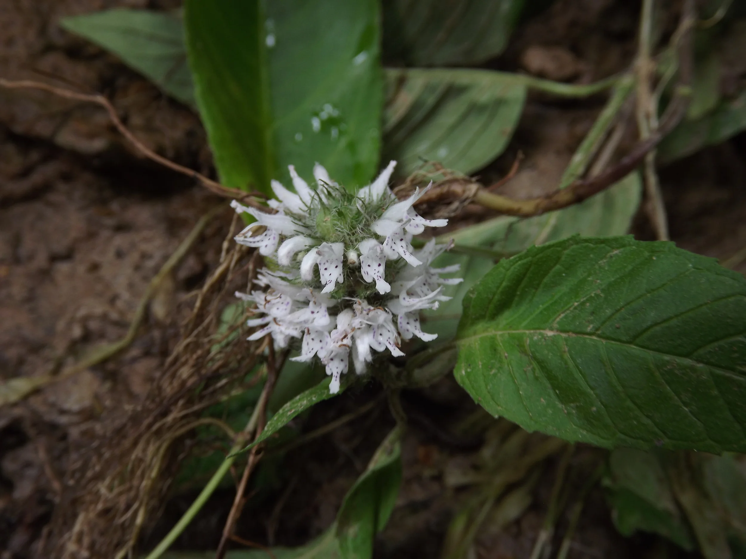 Hairy Wood Mint Blephilia hirsuta