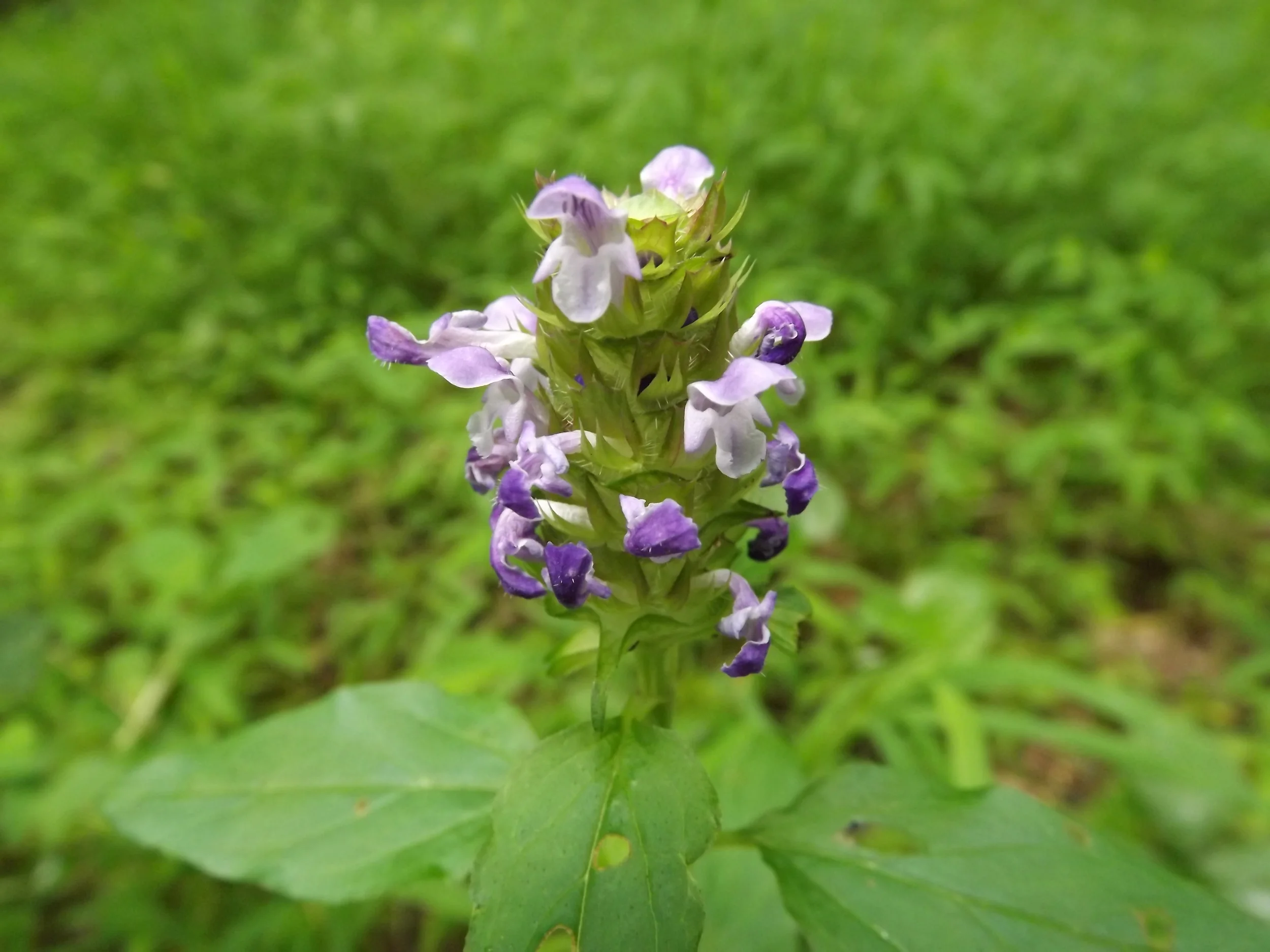 Heal All Prunella vulgaris