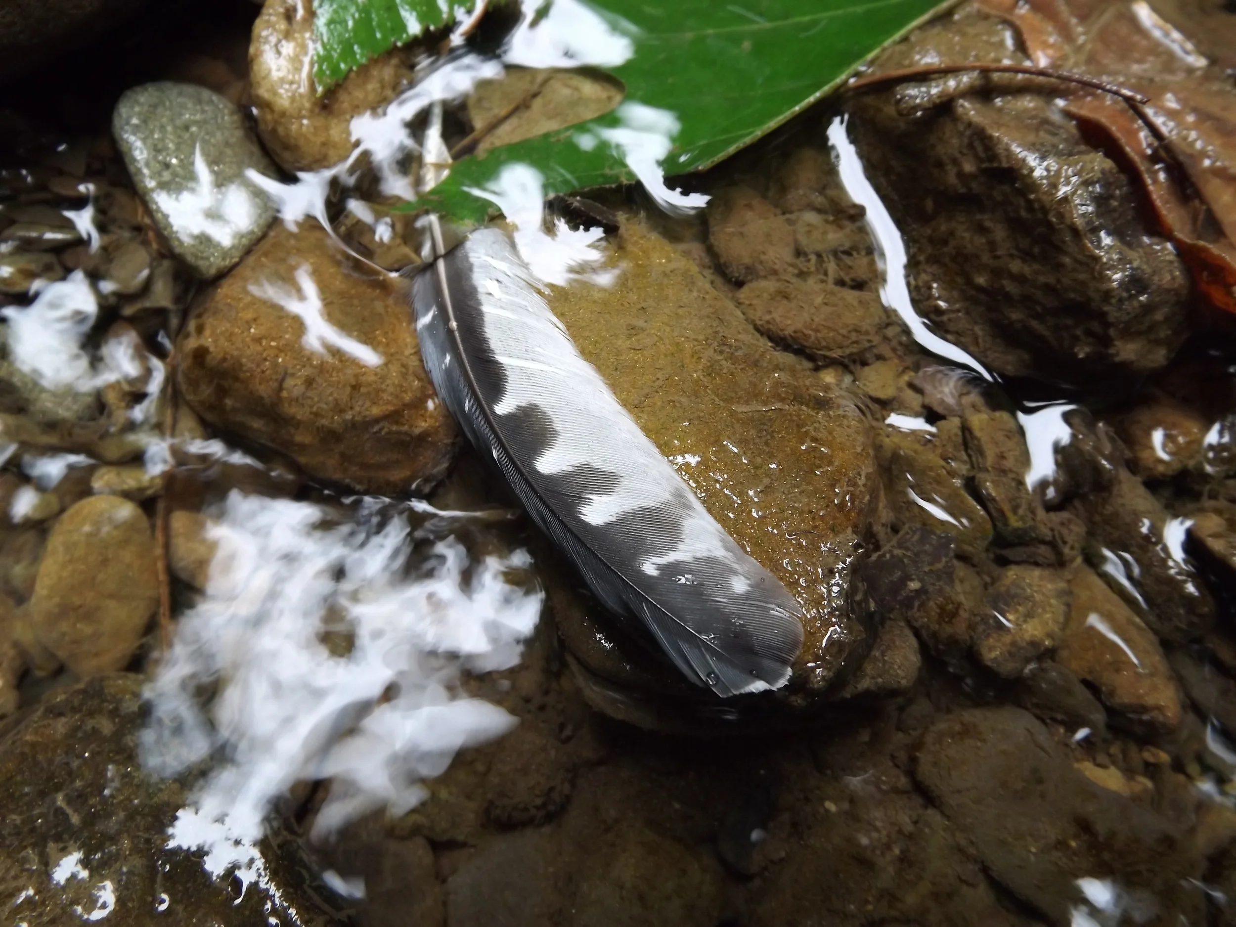 Feather in the Creek