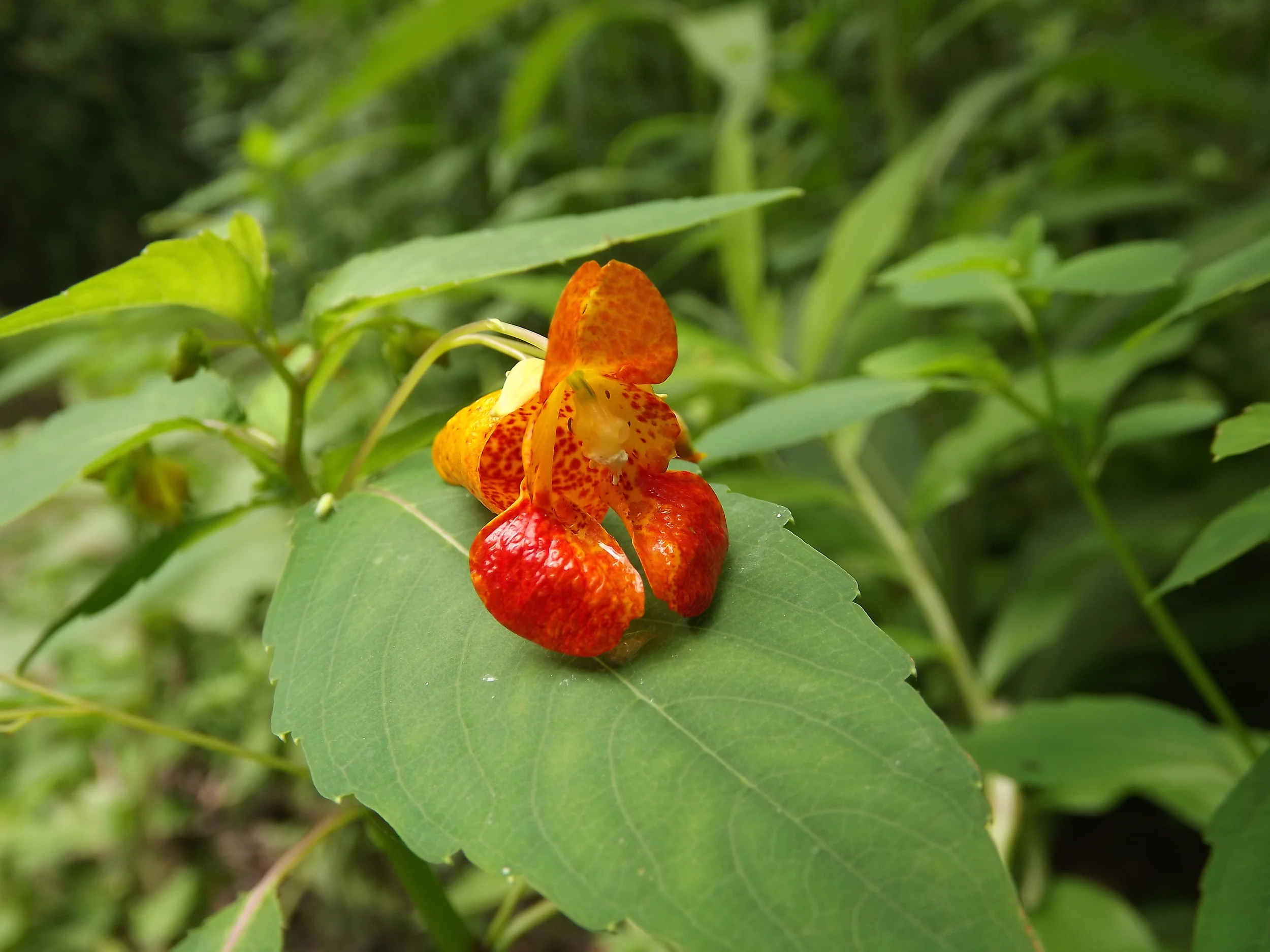 Spotted Touch Me Not Impatiens capensis