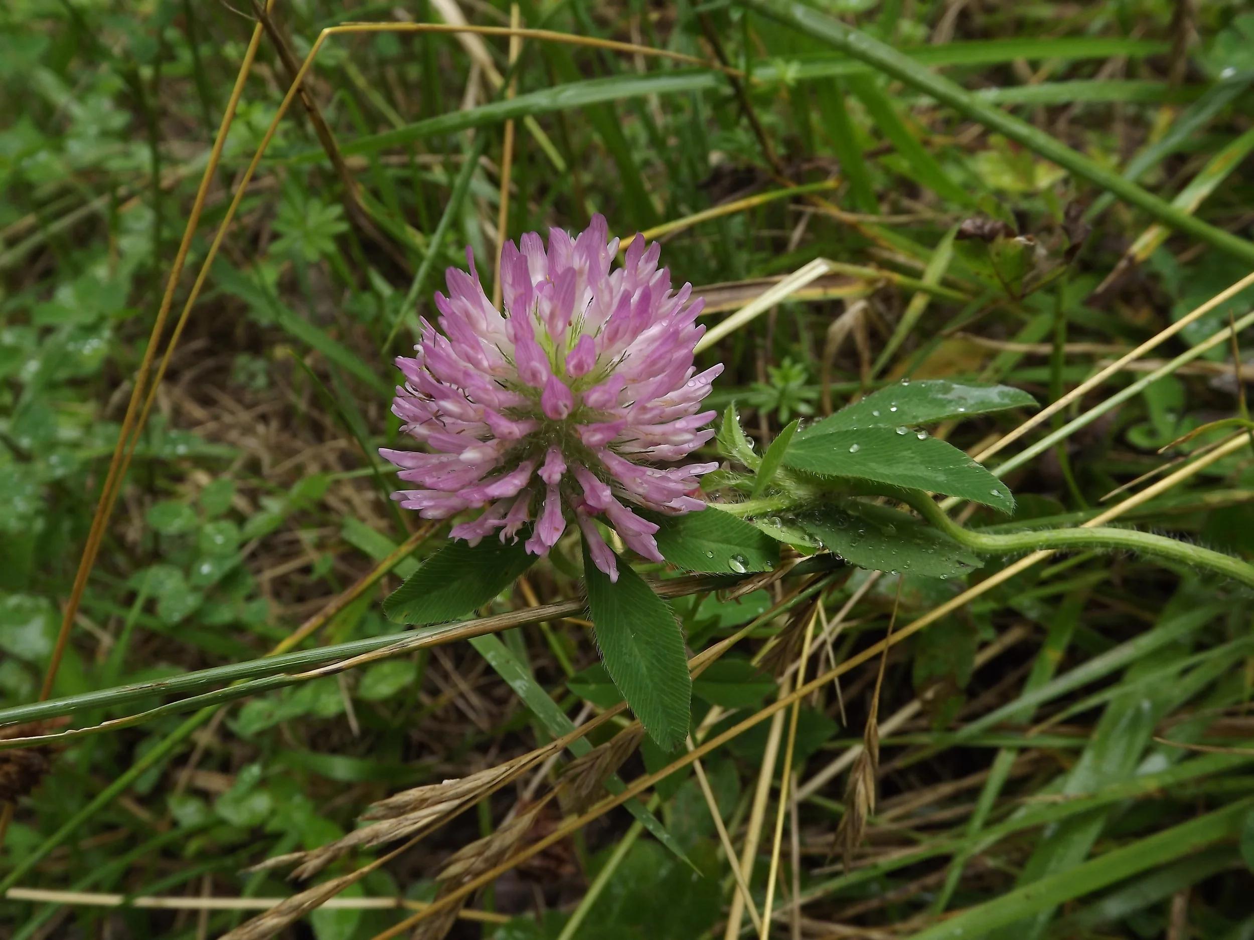 Red Clover (Trifolium pratense) 
