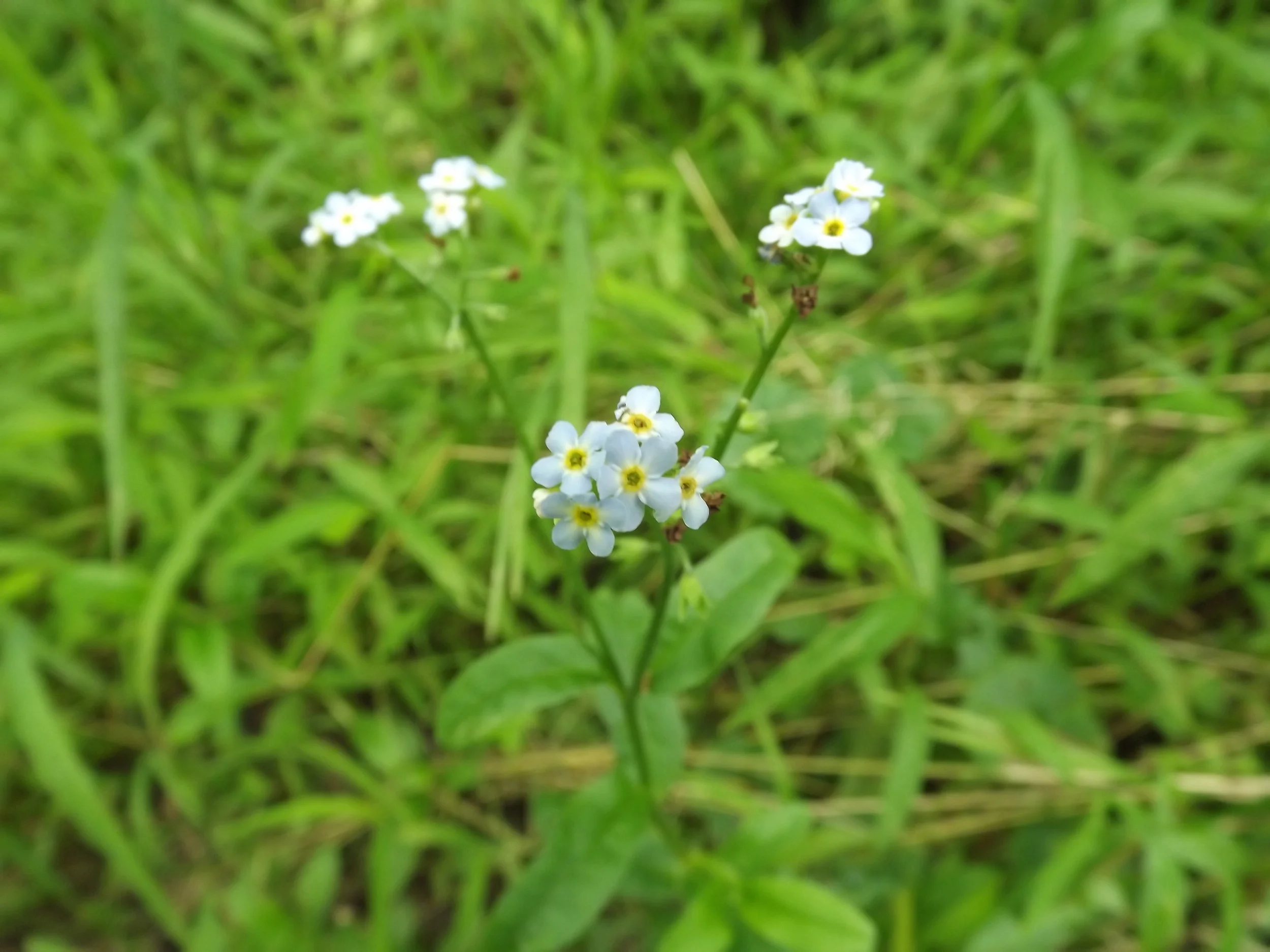 Mouse-Ear Forget Me Not Myosotis laxa