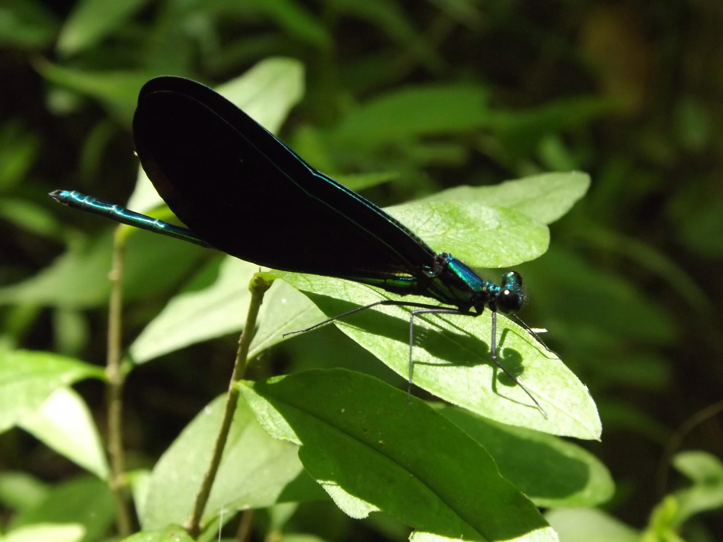 EBONY JEWELWING DAMSELFLY ♂ CALOPTERYX MACULATA 