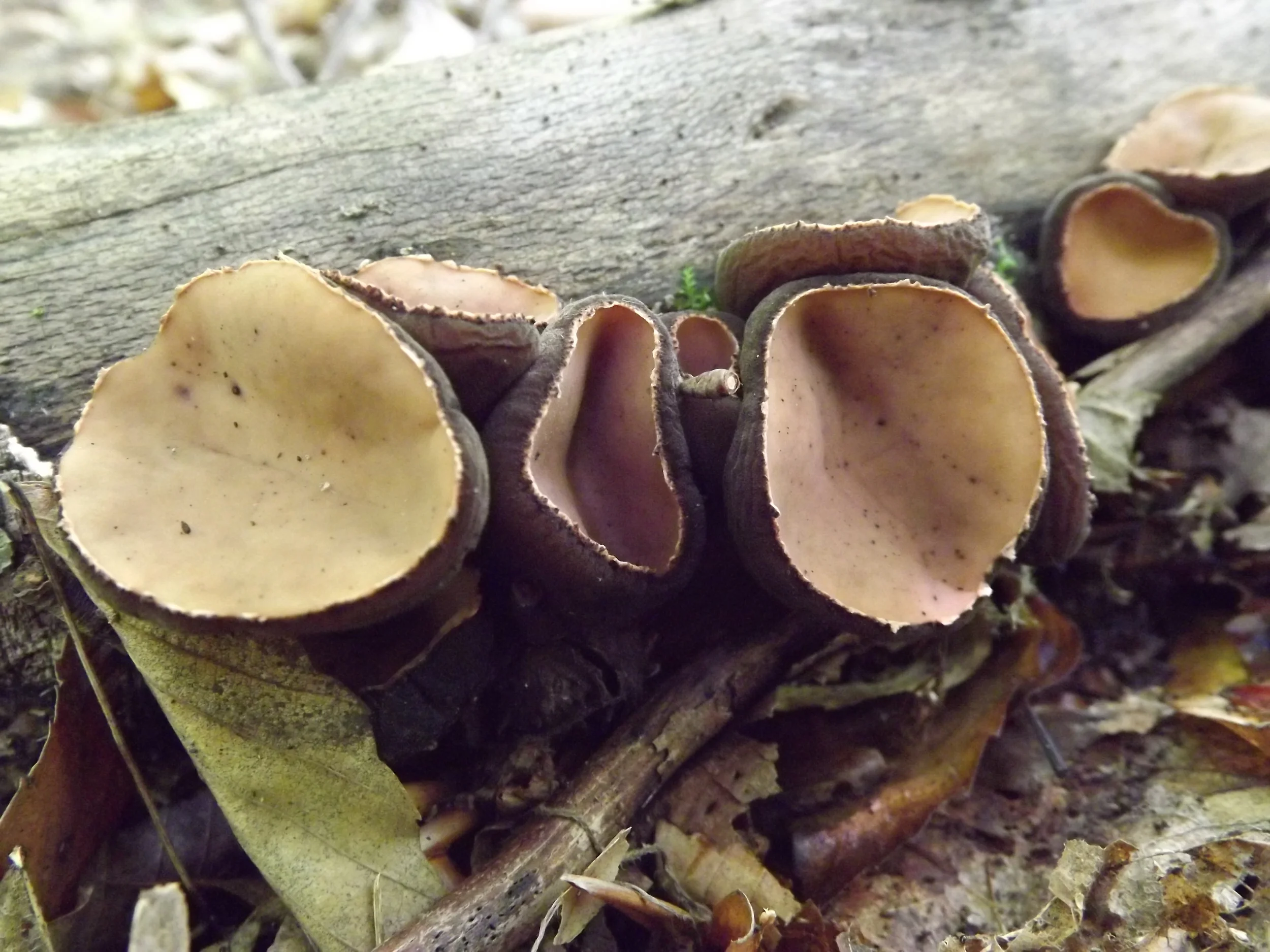 Hairy Rubber Cup Galiella rufa