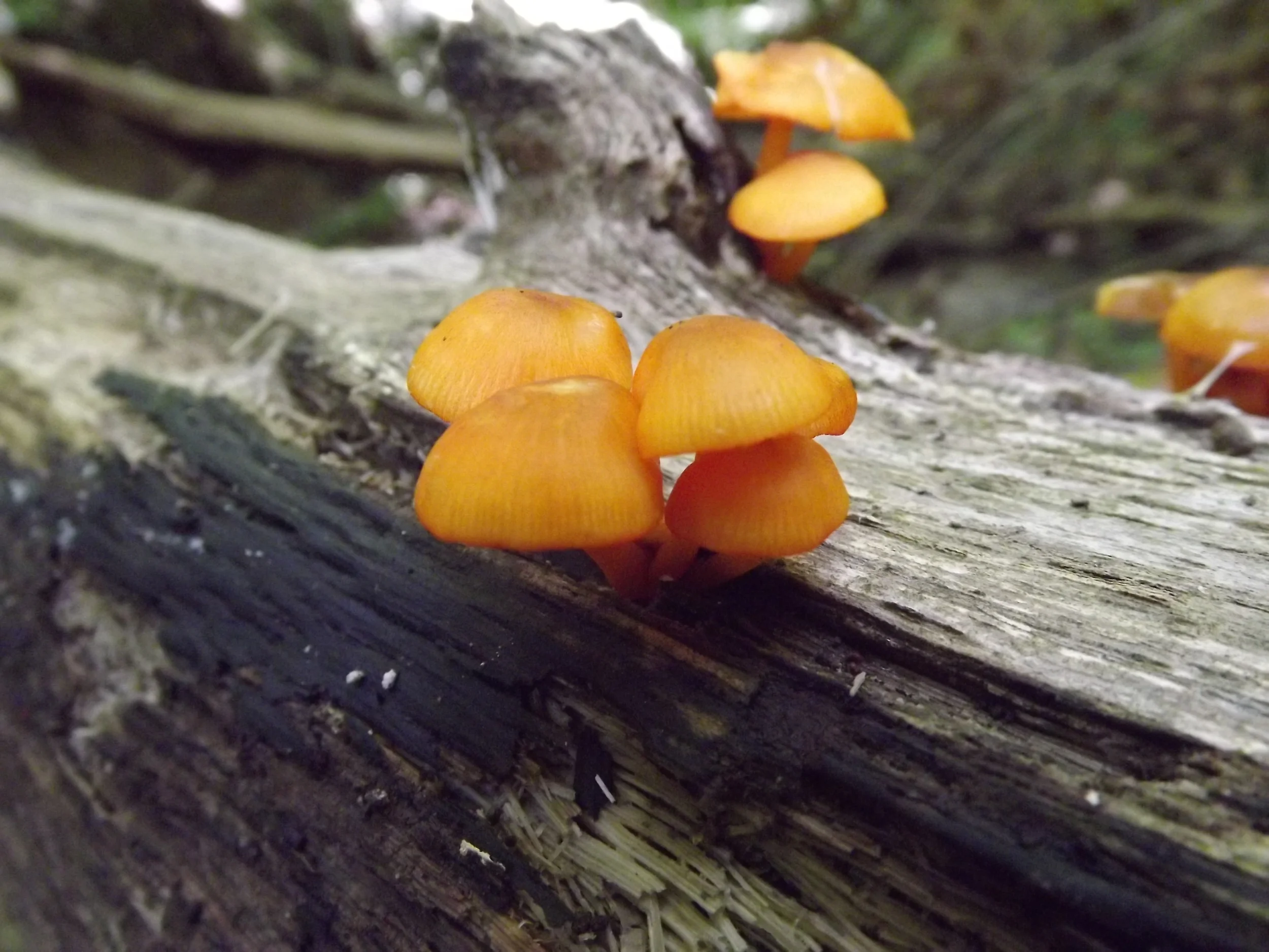 Orange Mycena Mycena leaiana