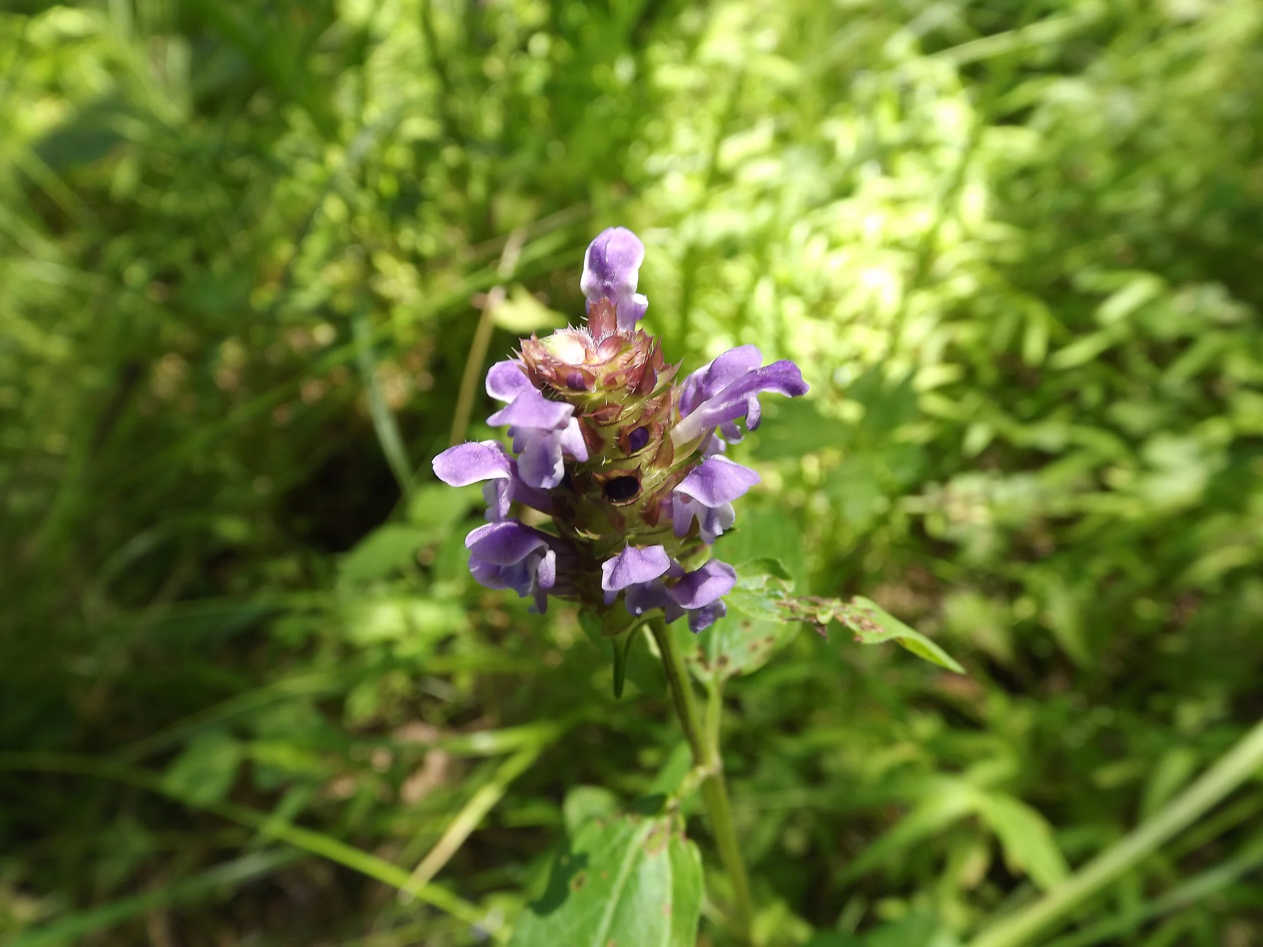 Heal All Prunella vulgaris