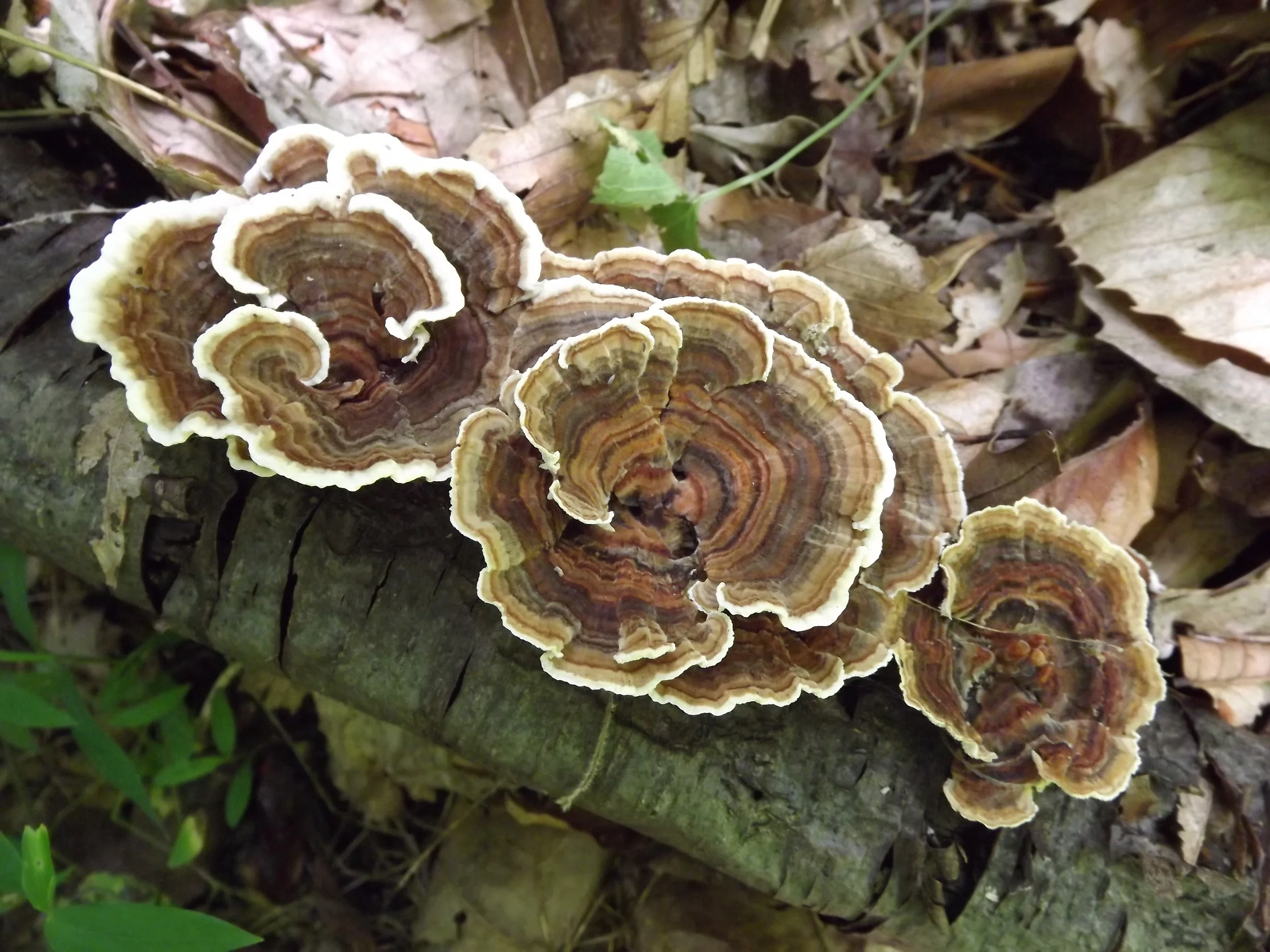 Turkeytail Mushroom Trametes versicolor