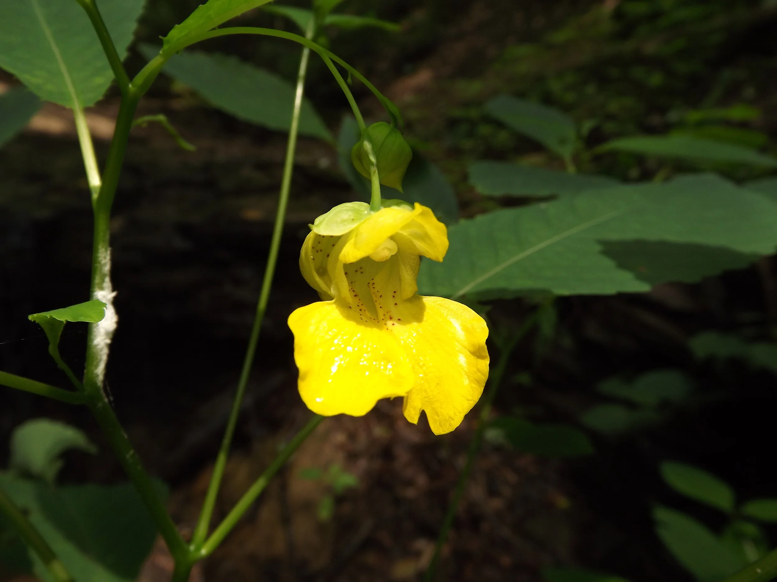Pale Touch Me Not Impatiens pallida