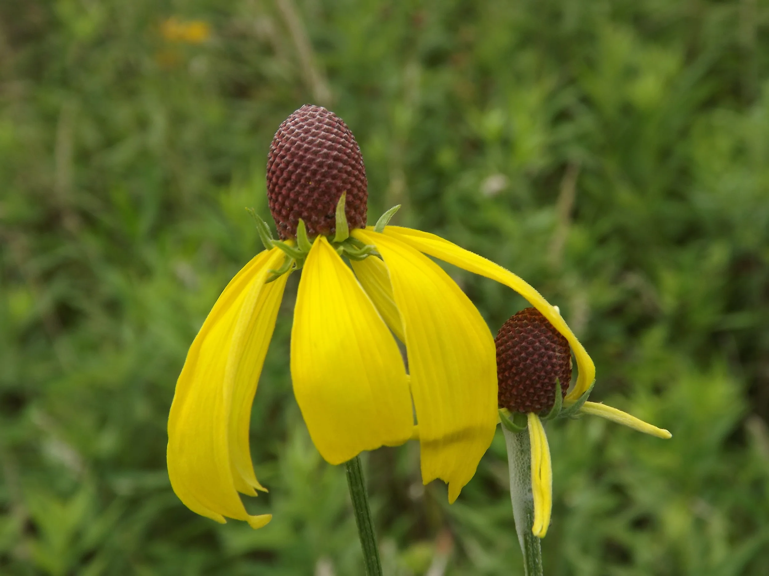 Yellow Coneflower Ratibida pinnata