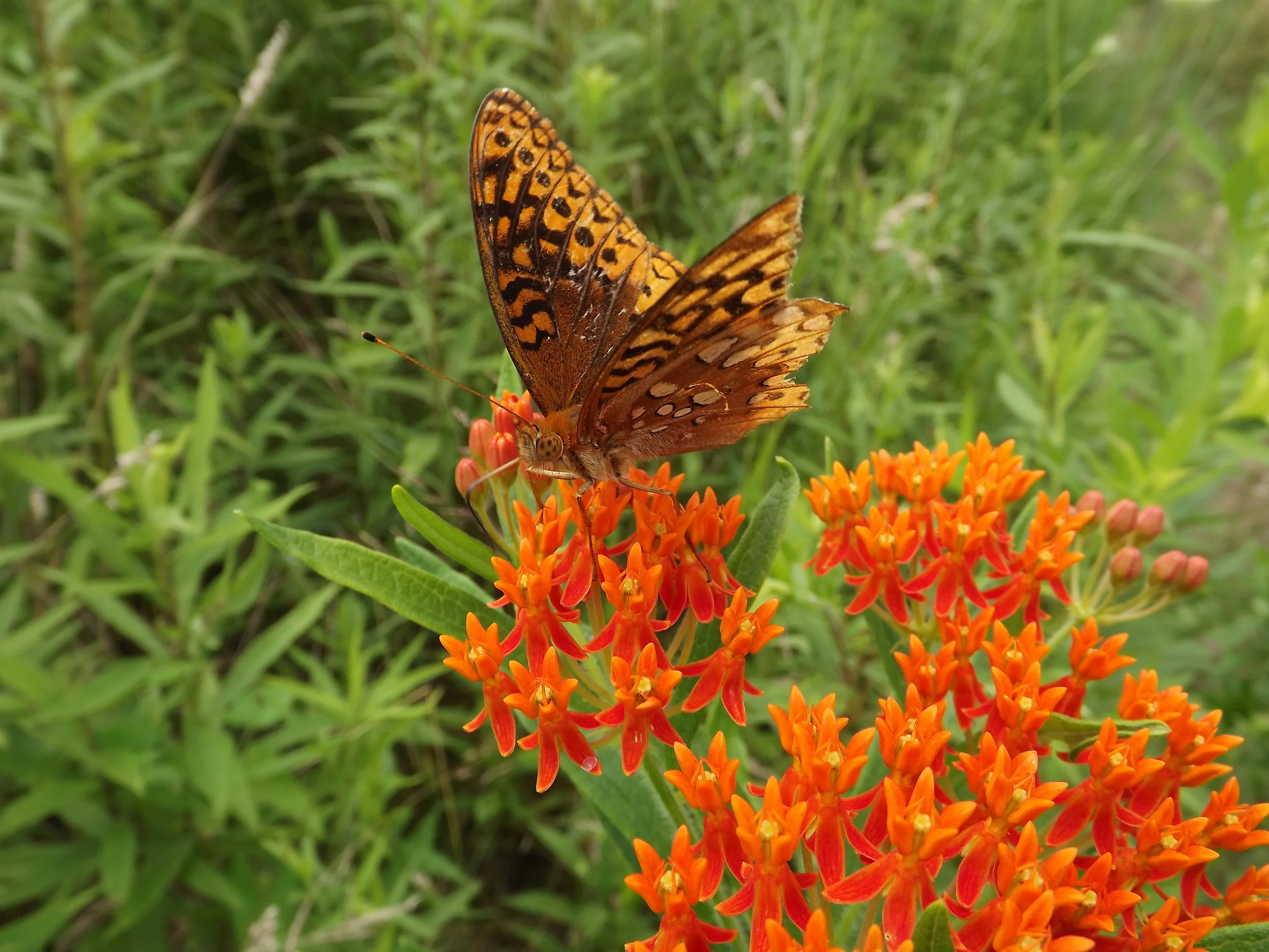 Great Spangled Fritillary Butterfly Speyeria cybele
