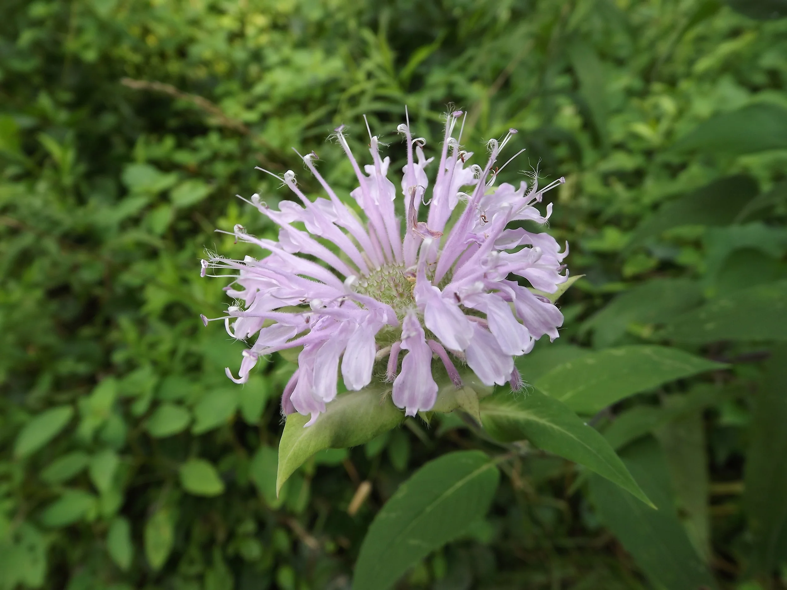 Wild Bergamot Monarda fistulosa