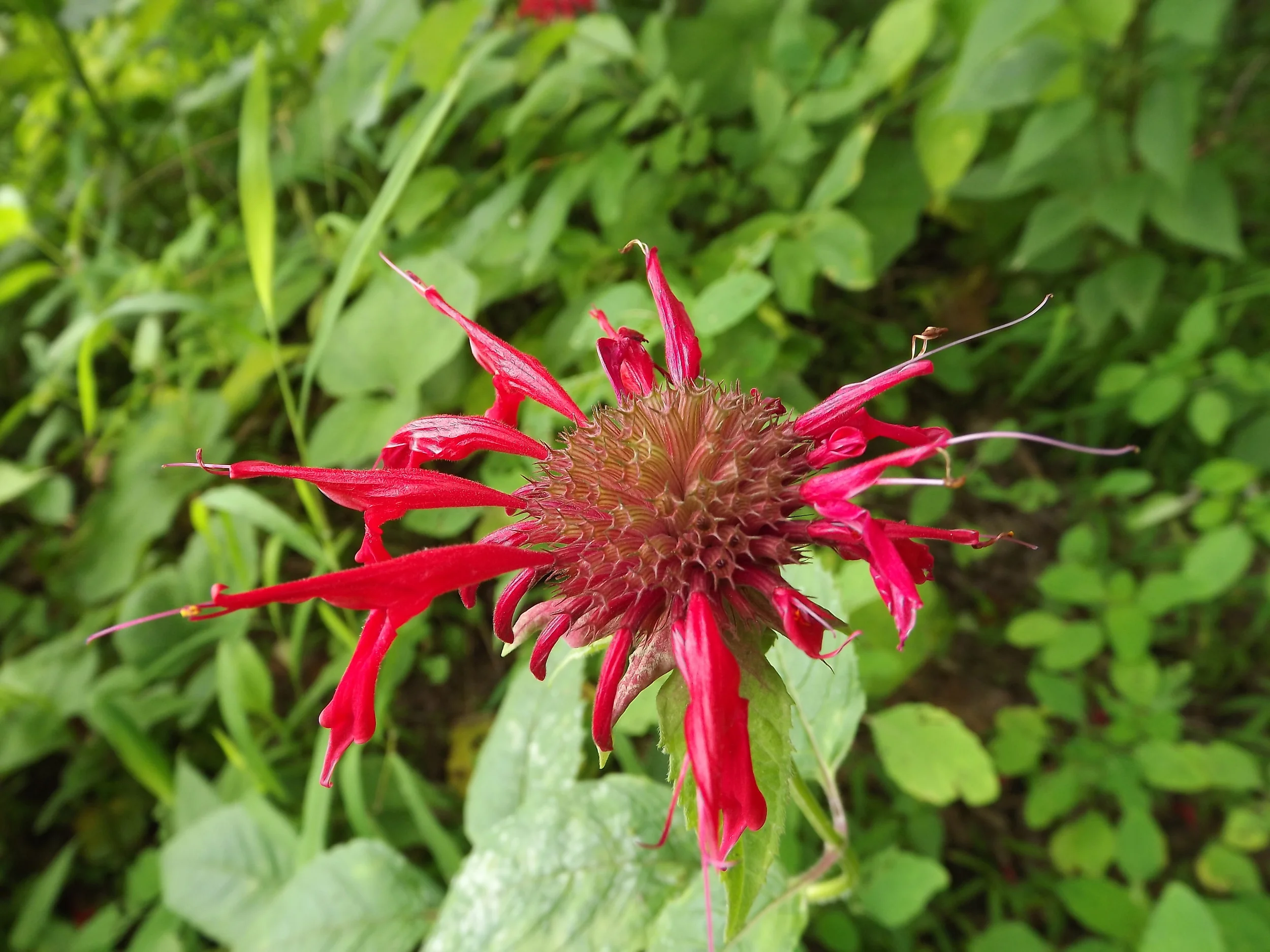 Oswego Tea Monarda didyma