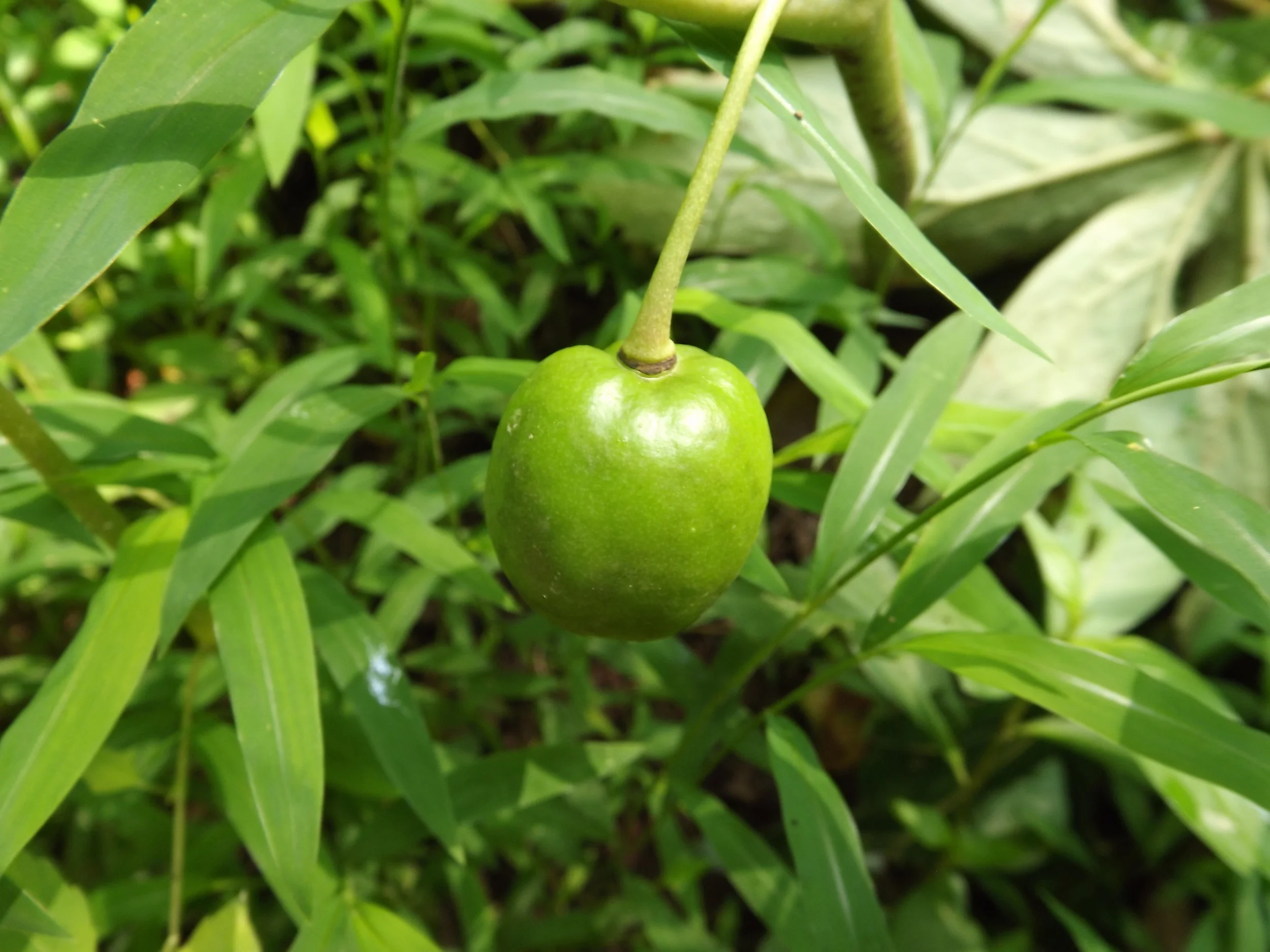 May Apple (fruit) Podophyllum peltatum