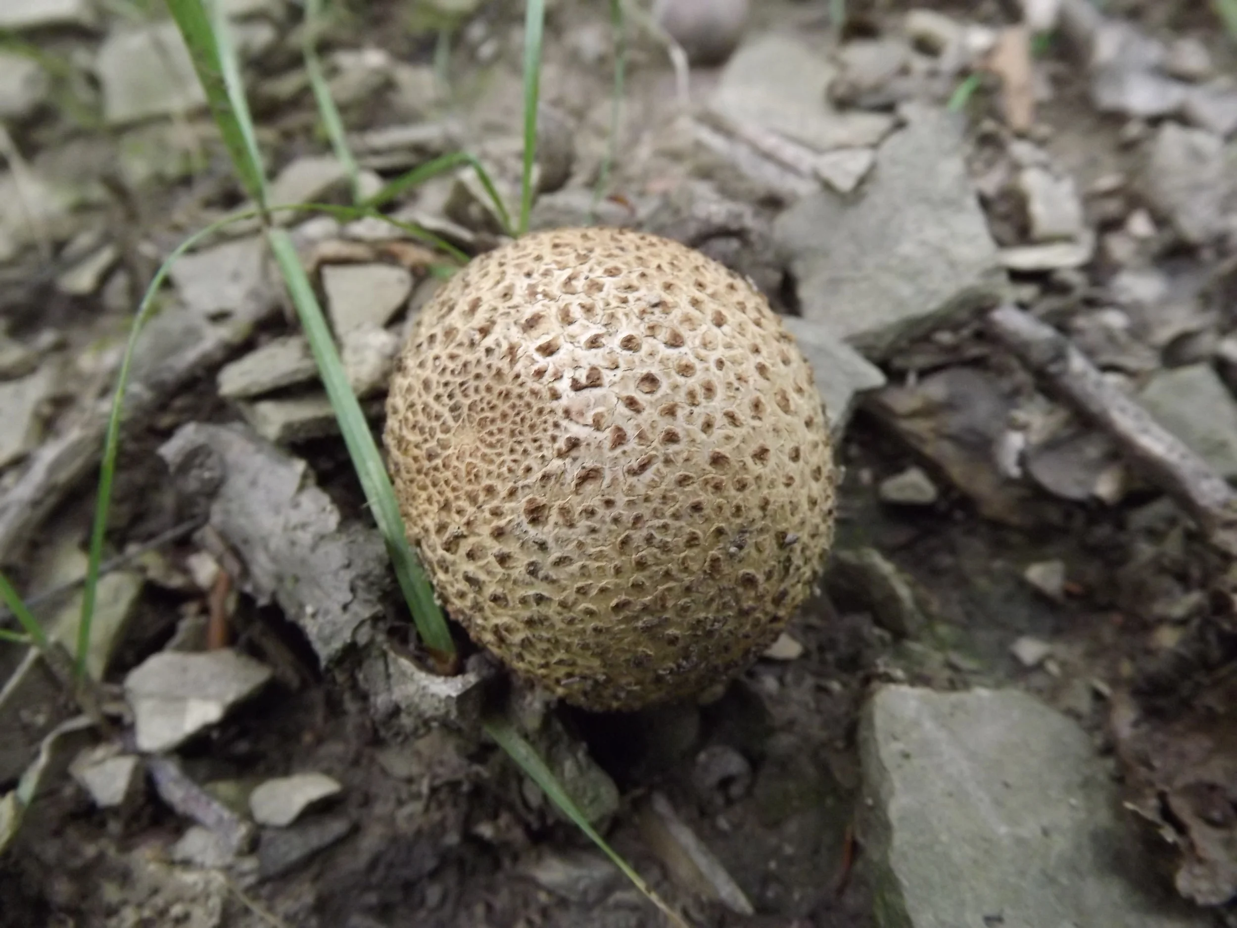 Gem-Studded Puffball Lycoperdon Perlatum