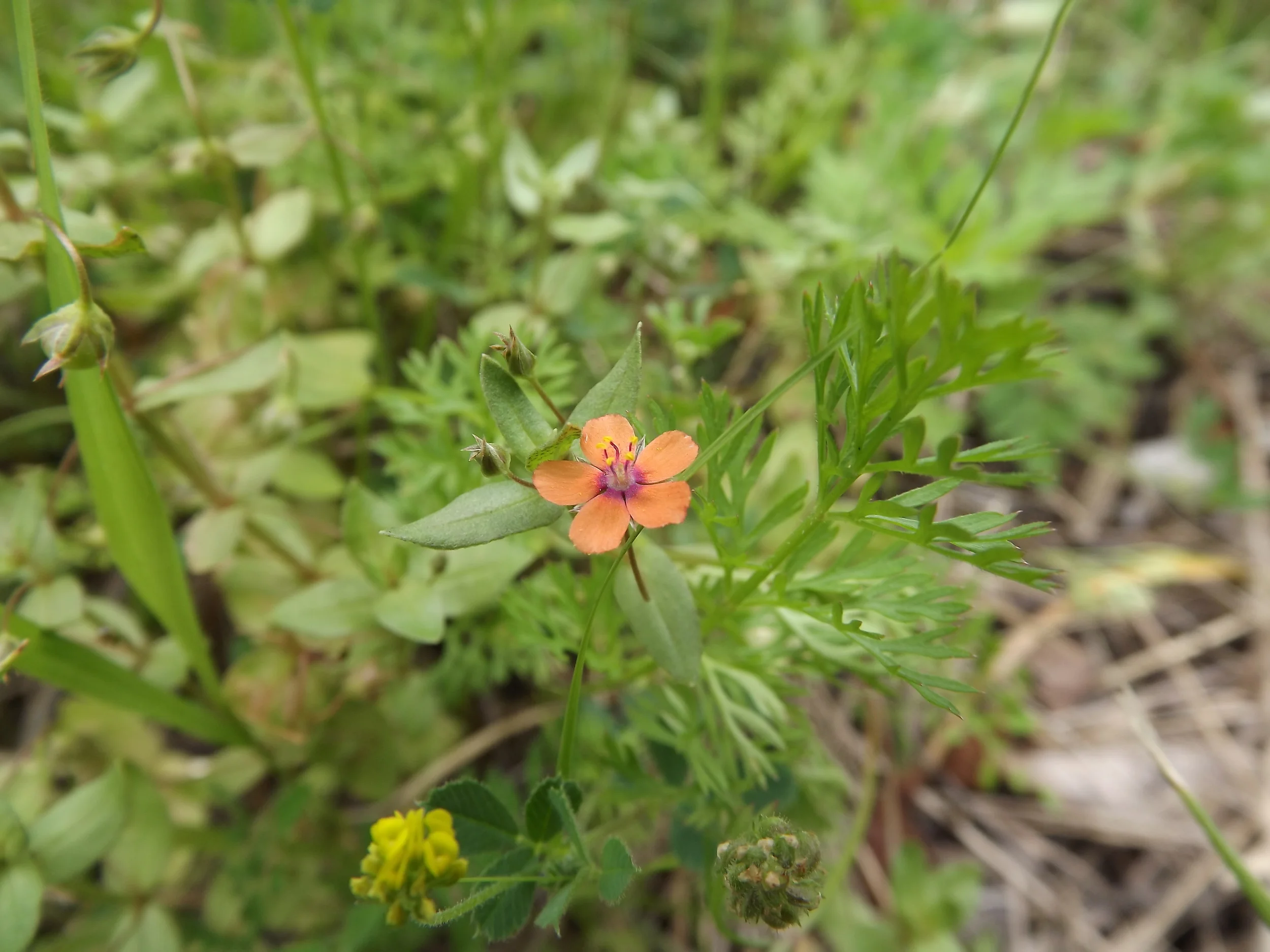 Scarlet Pimpernel (Non-Native) Anagallis arvensis