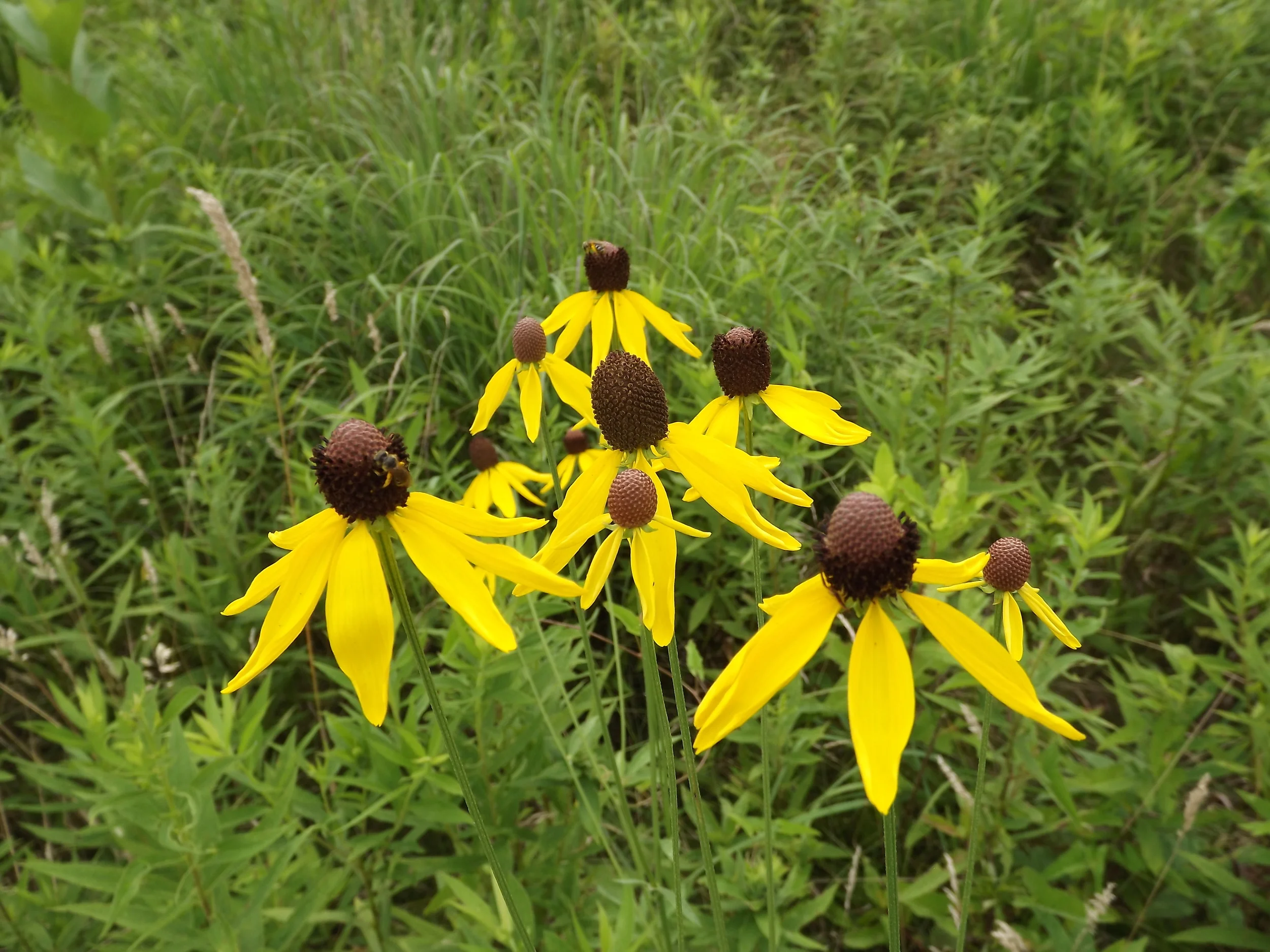 Yellow Coneflower Ratibida pinnata