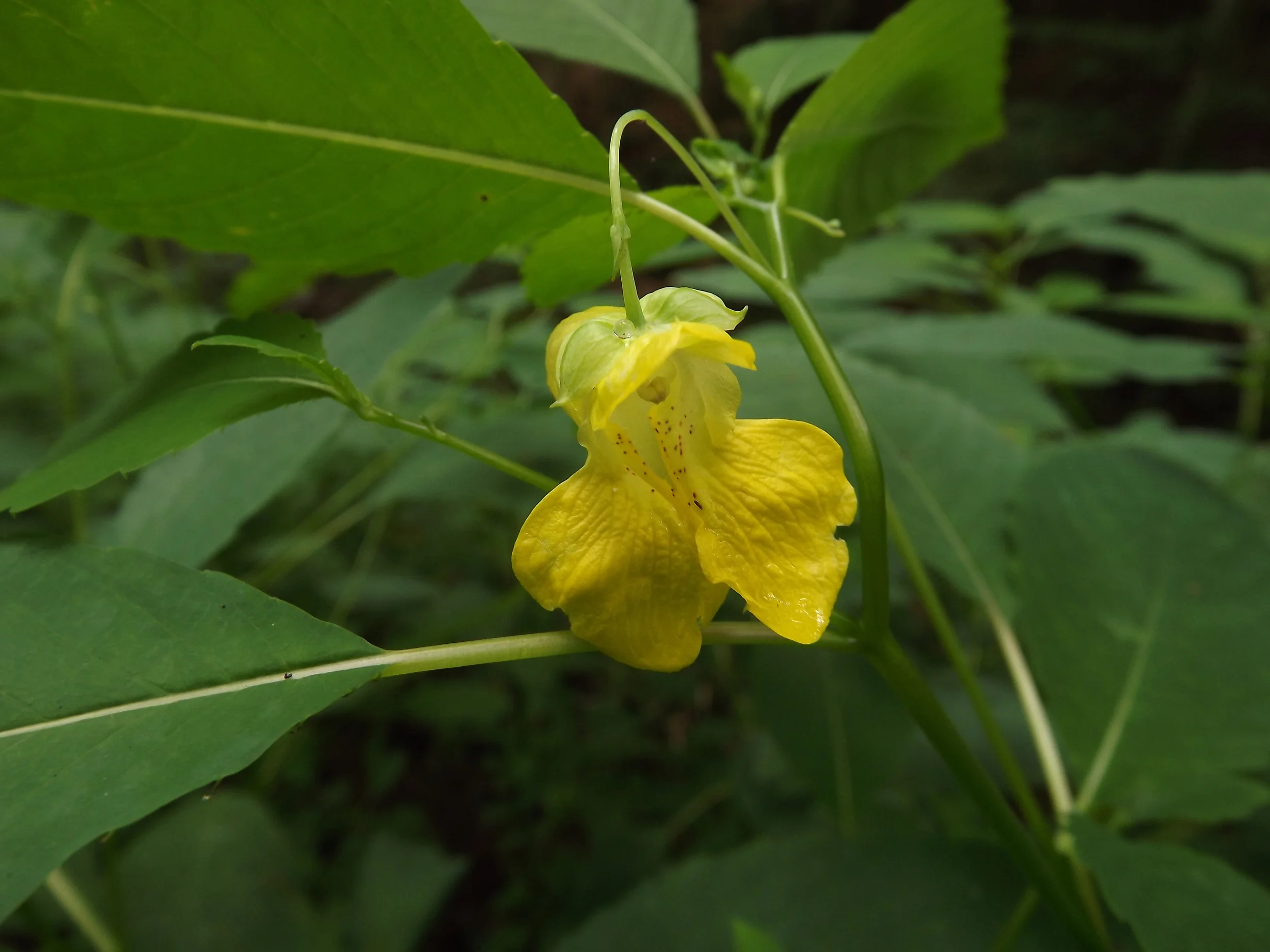 Pale Touch Me Not Impatiens pallida