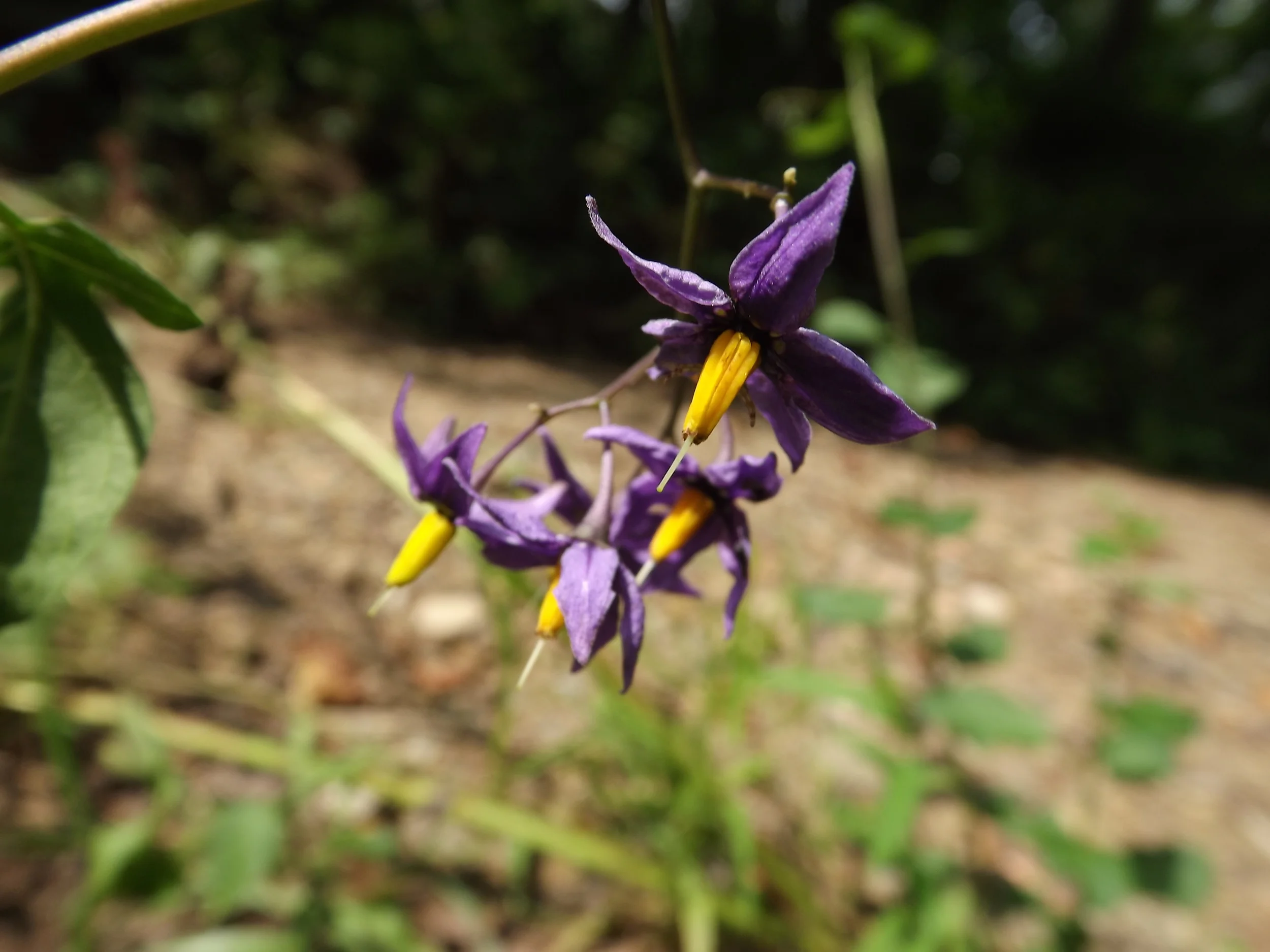 Bittersweet Nightshade (Non-Native) Solanum dulcamara