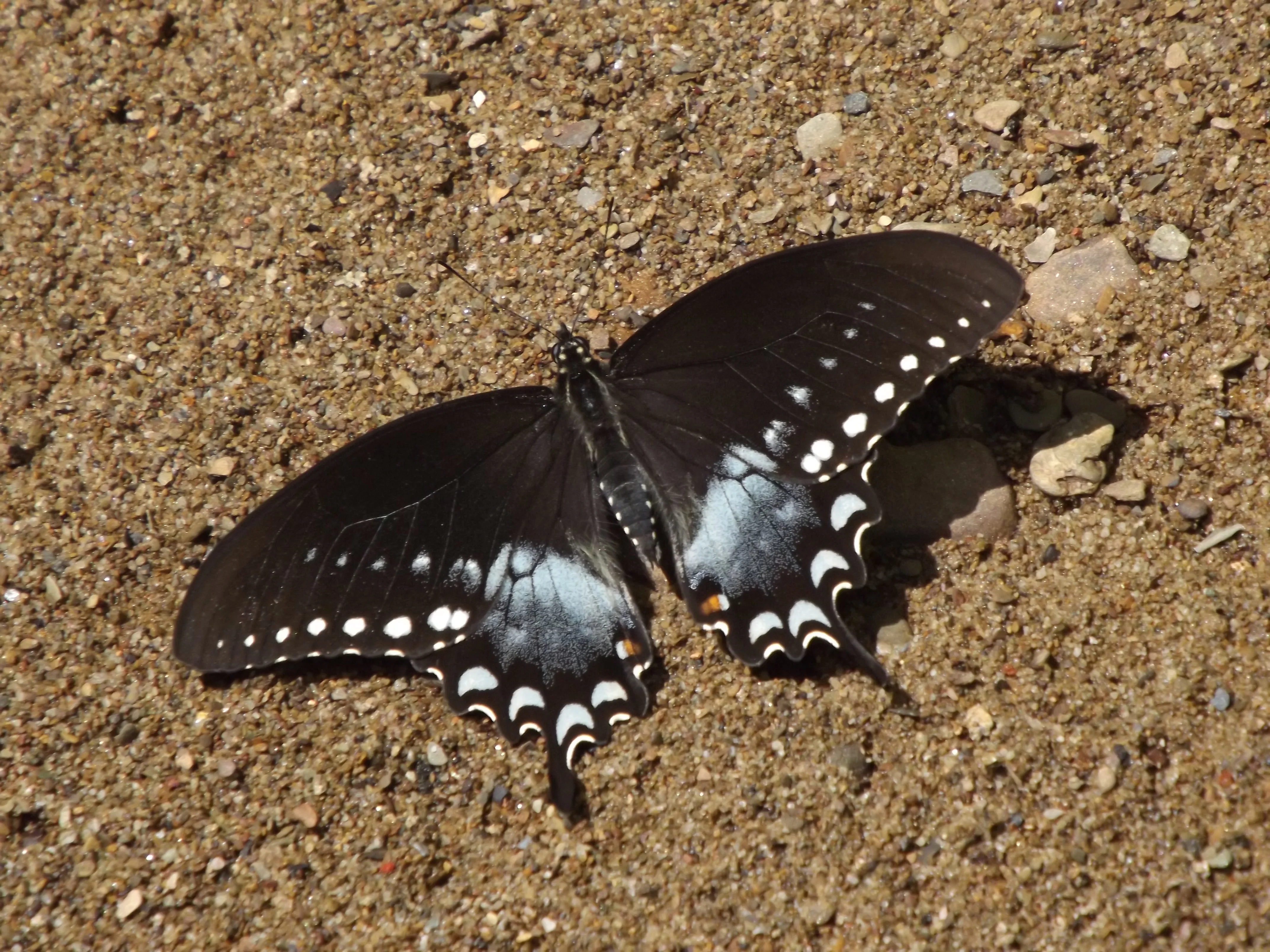 Swallowtails, Jack O' Lanterns, and Ironweed