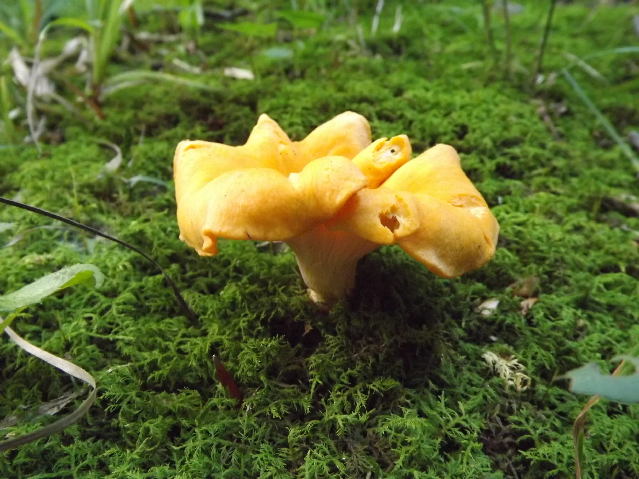Golden Chanterelle Cantharellus cibarius