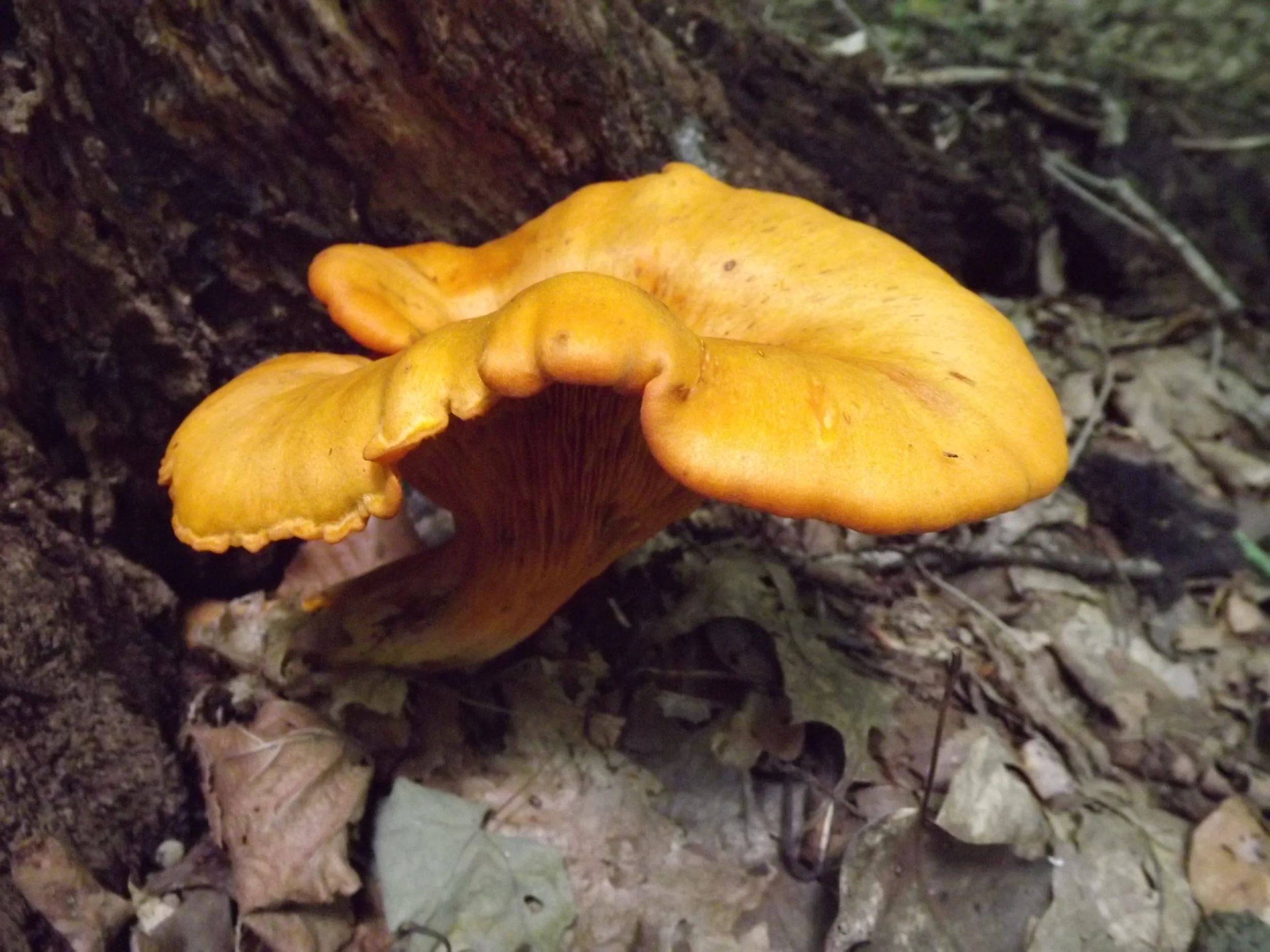 Jack O Lantern Omphalotus olearius