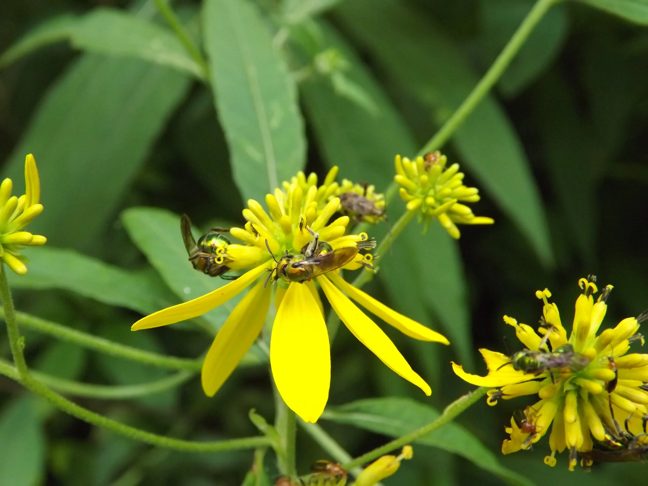 Yellow Ironweed Verbesina alternifolia