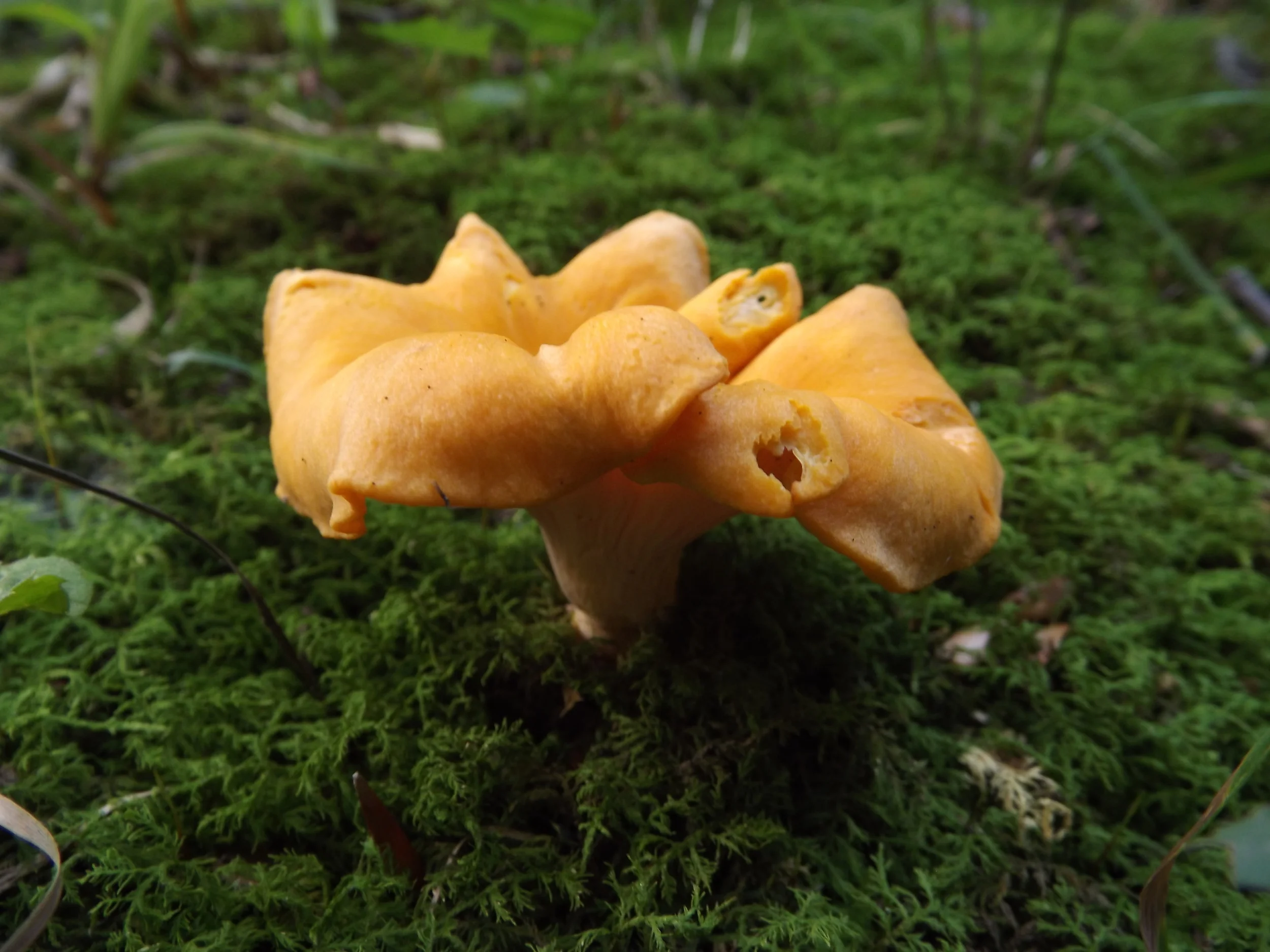 Golden Chanterelle Cantharellus cibarius