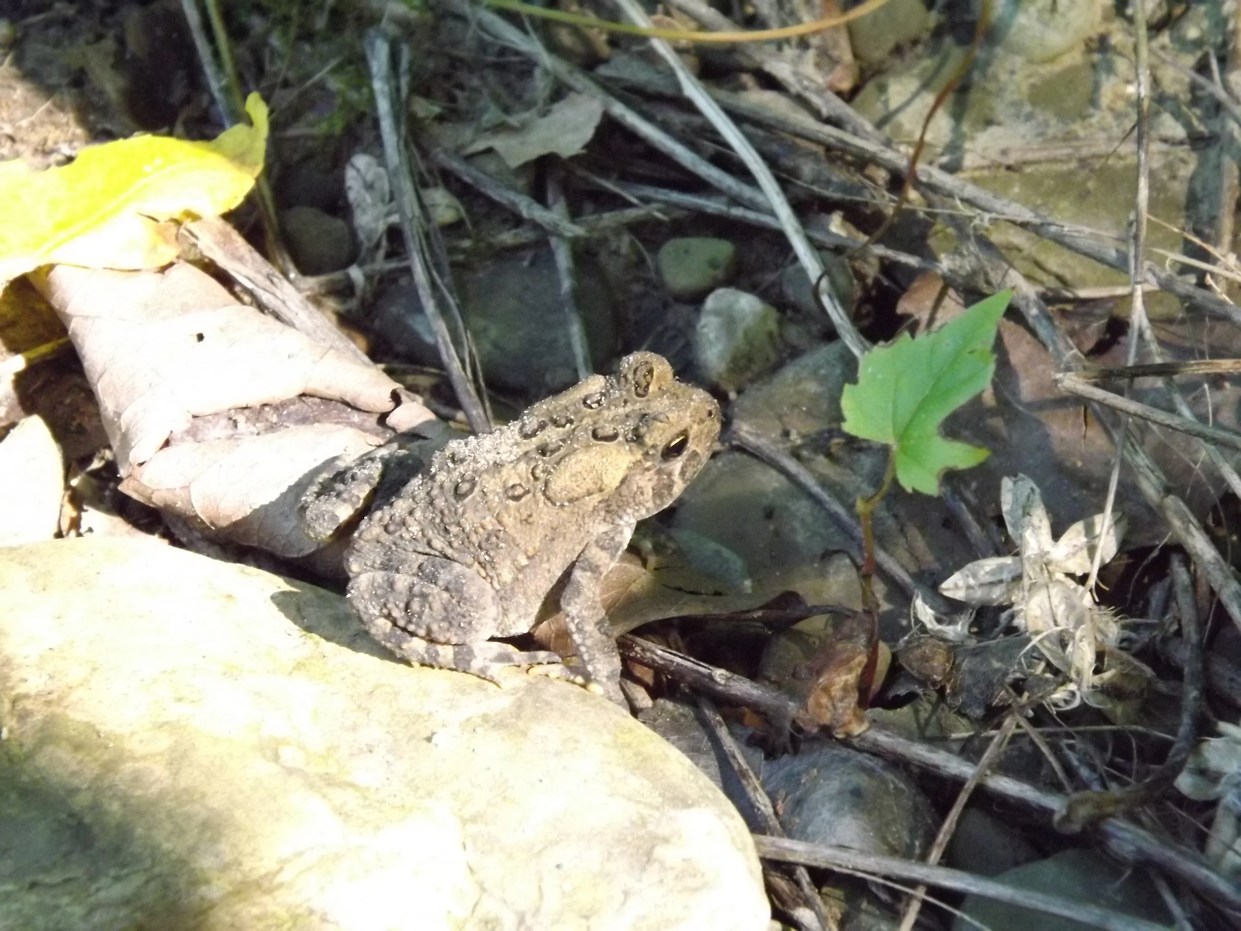 Fowler's Toad Bufo fowleri