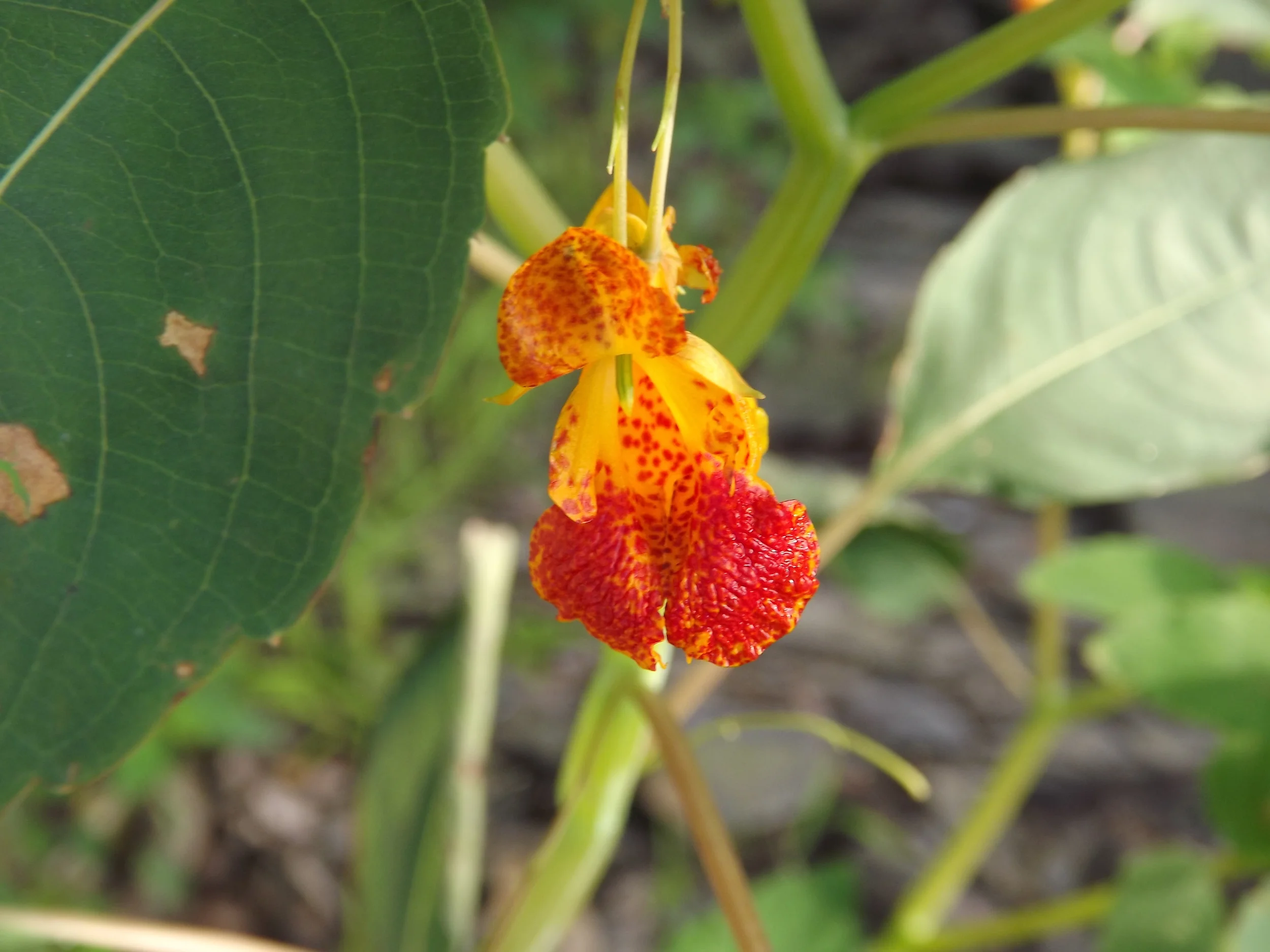 Spotted Touch Me Not Impatiens capensis