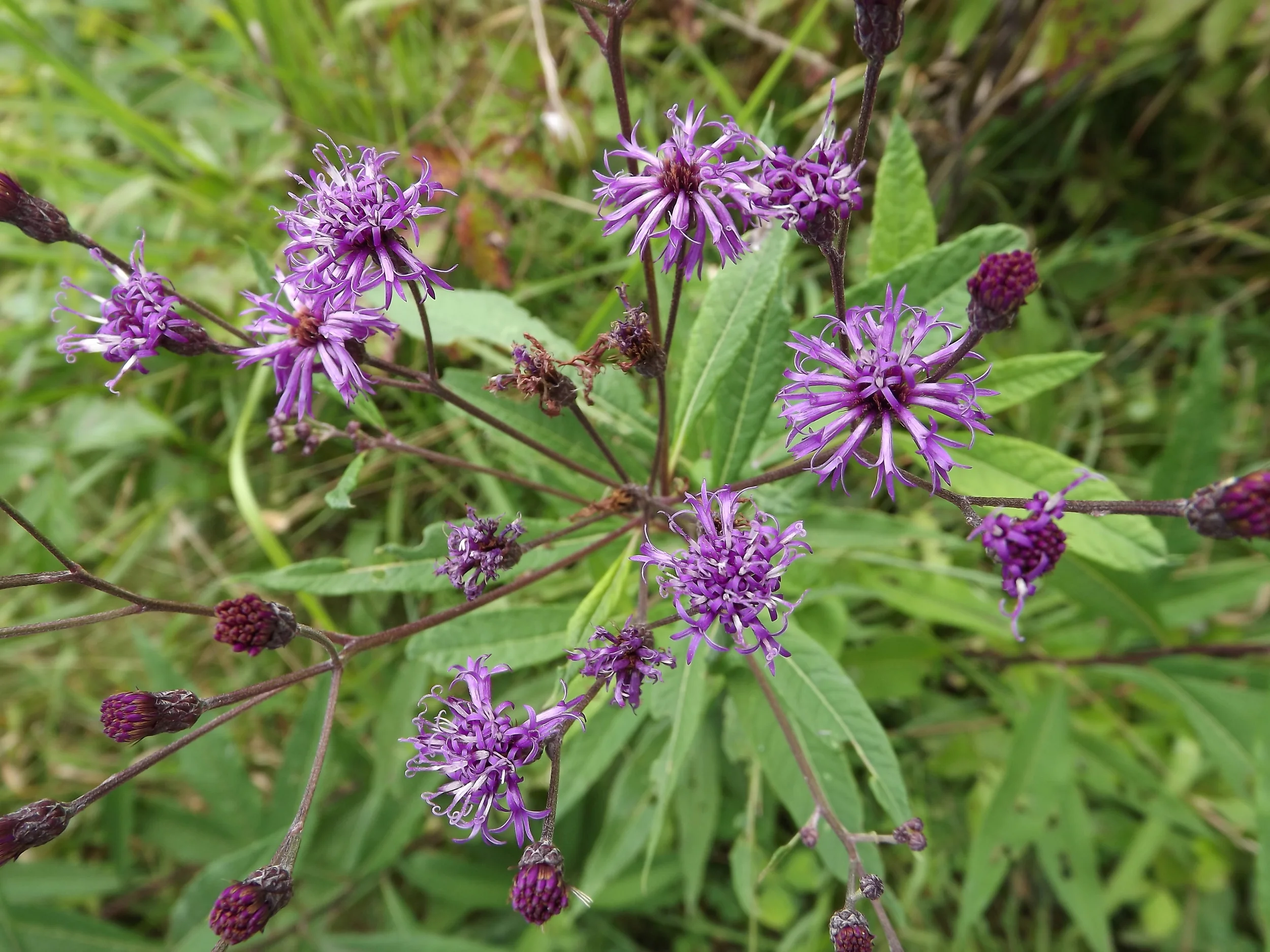 Tall Ironweed Vernonia altissima