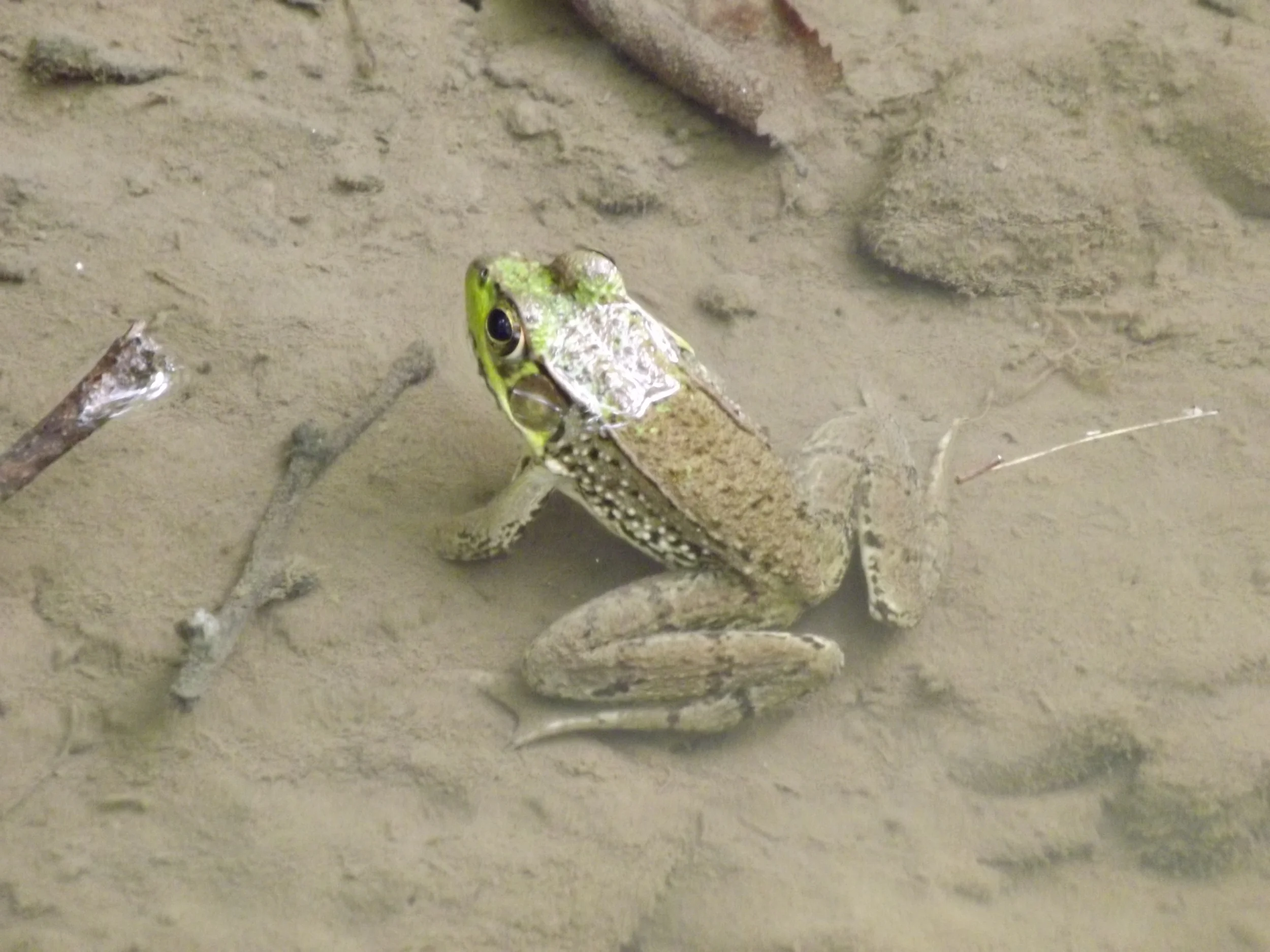 Green Frog Rana clamitans