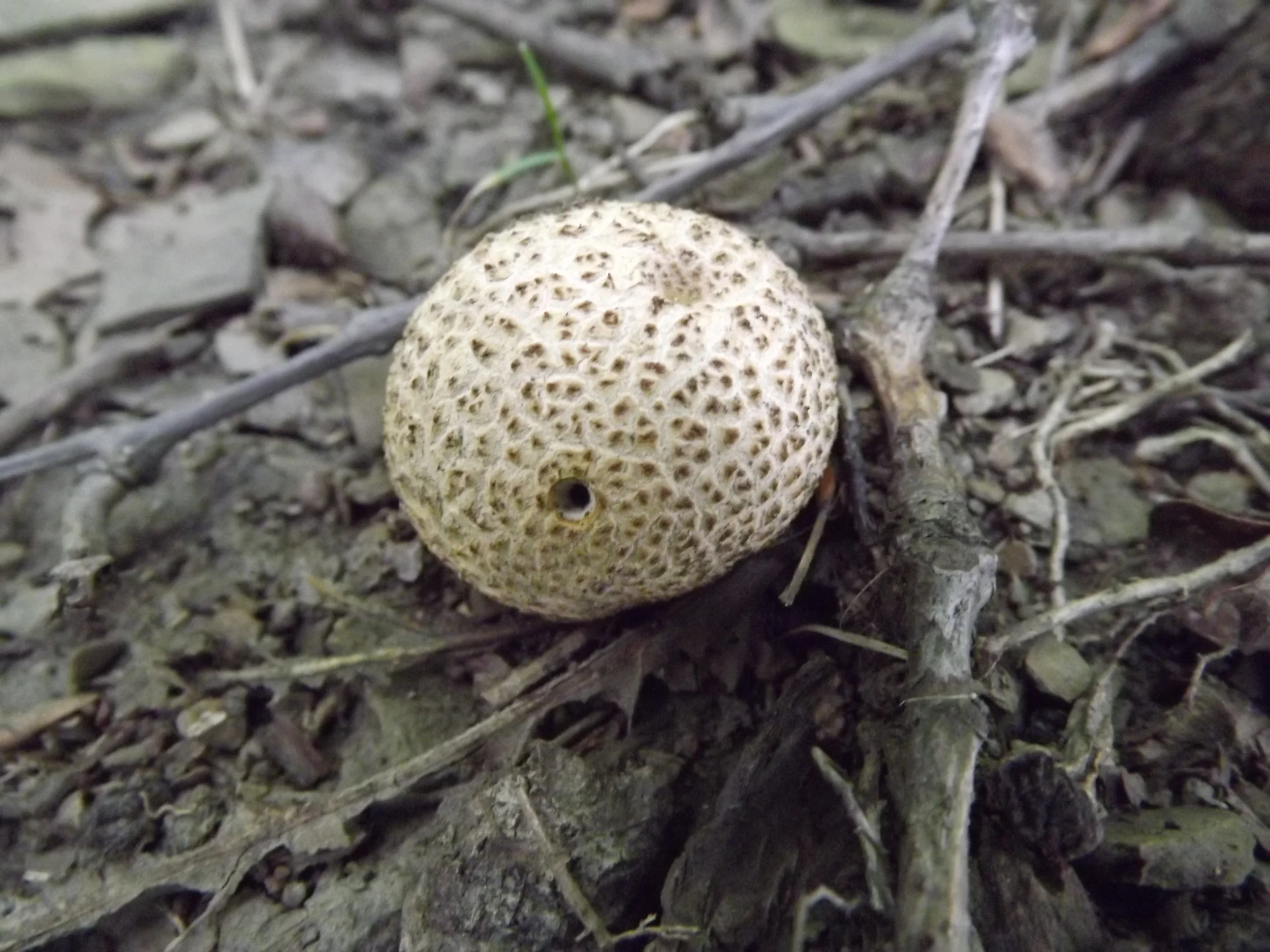 Gem Studded Puffball Lycoperdon perlatum