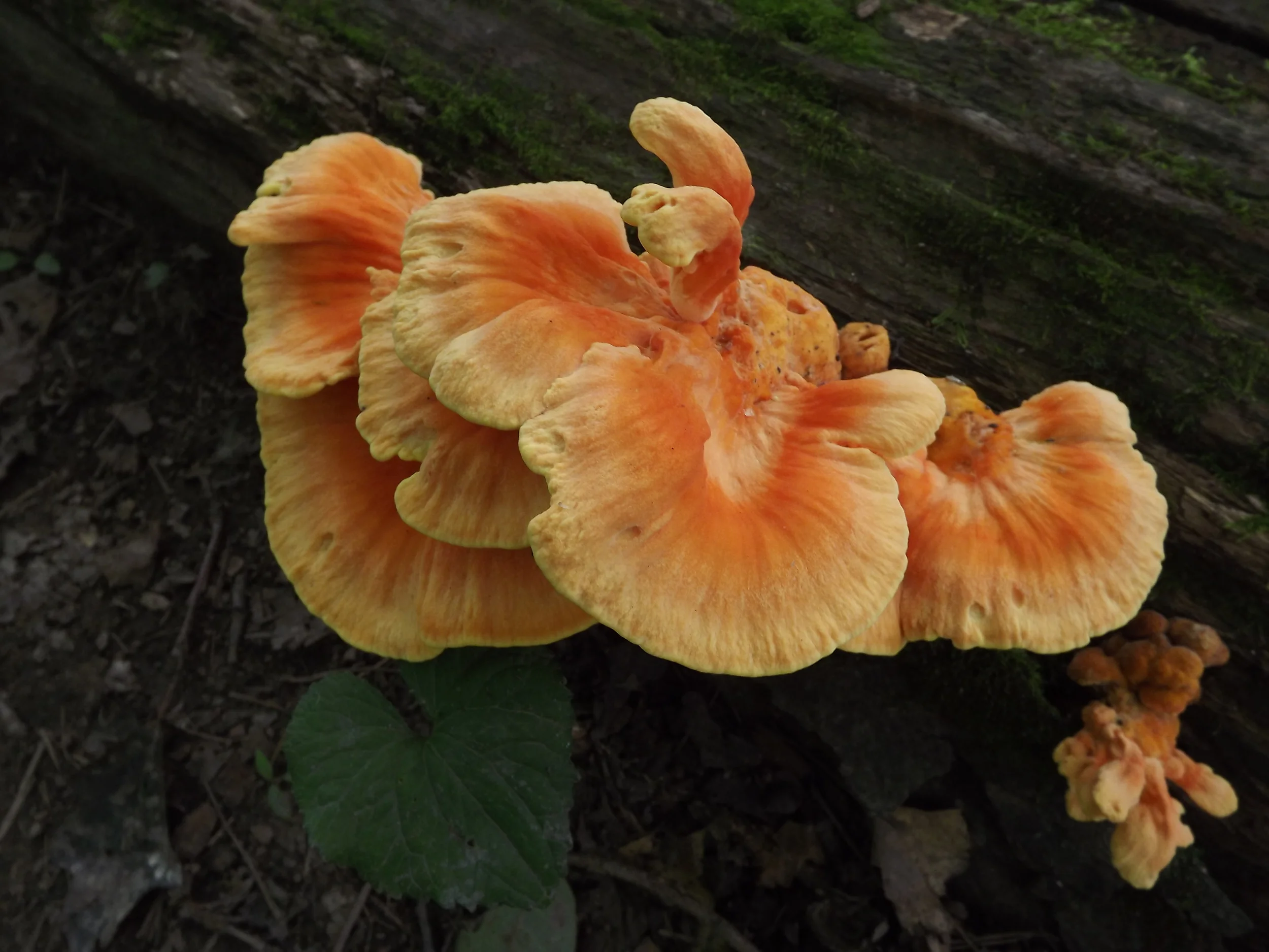 Chicken of the Woods Laetiporus sulphureus