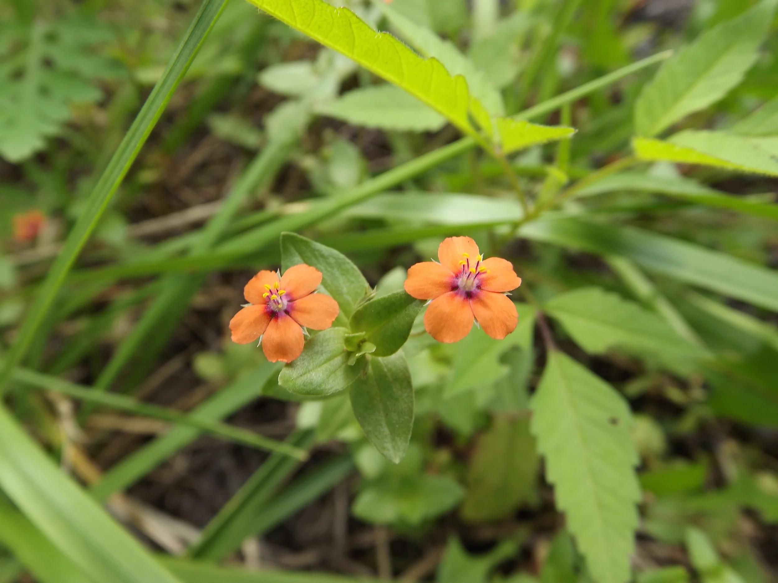 Scarlet Pimpernel (Non-Native) Anagallis arvensis