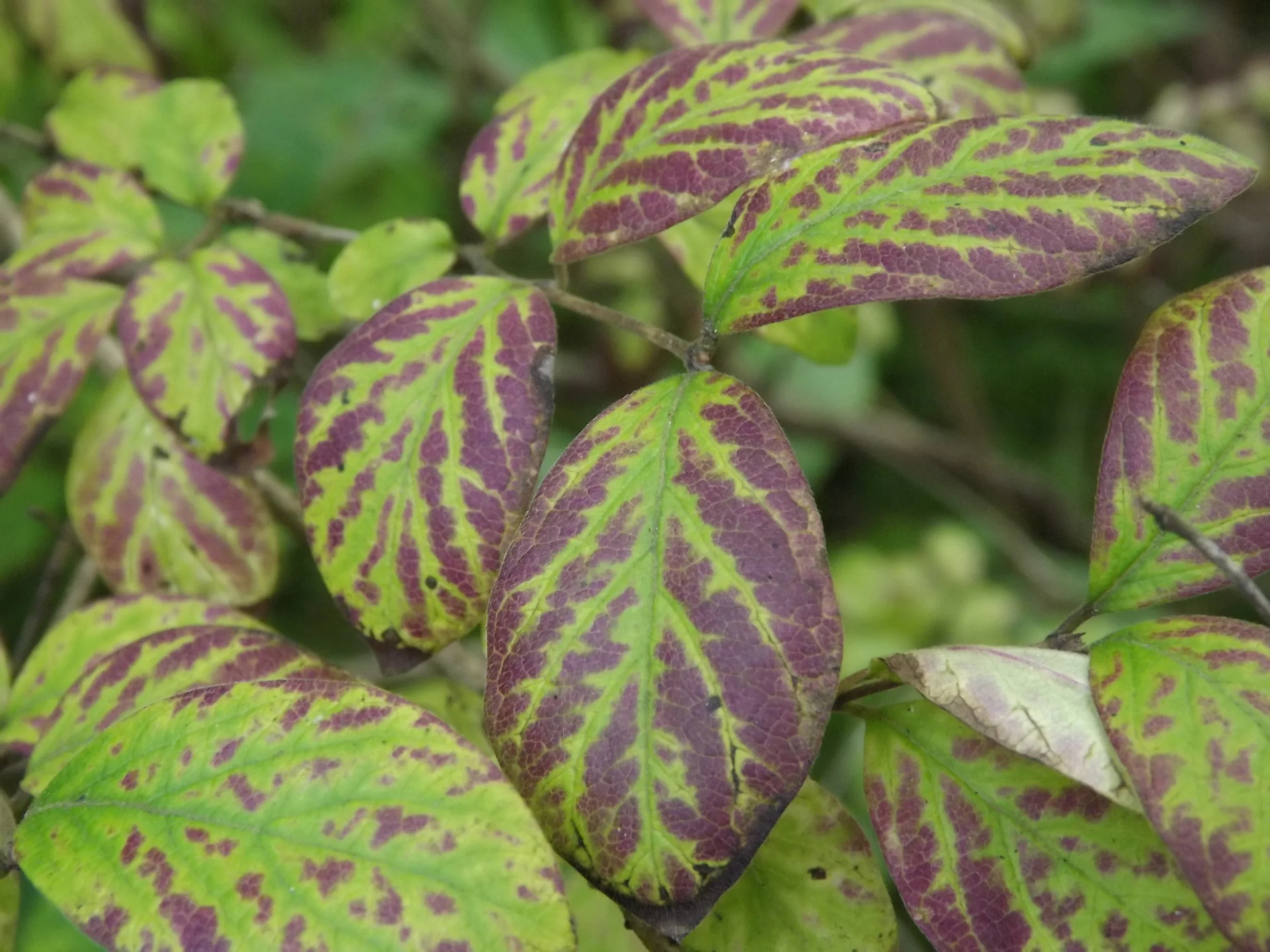 Viburnum Leaves Viburnum ????