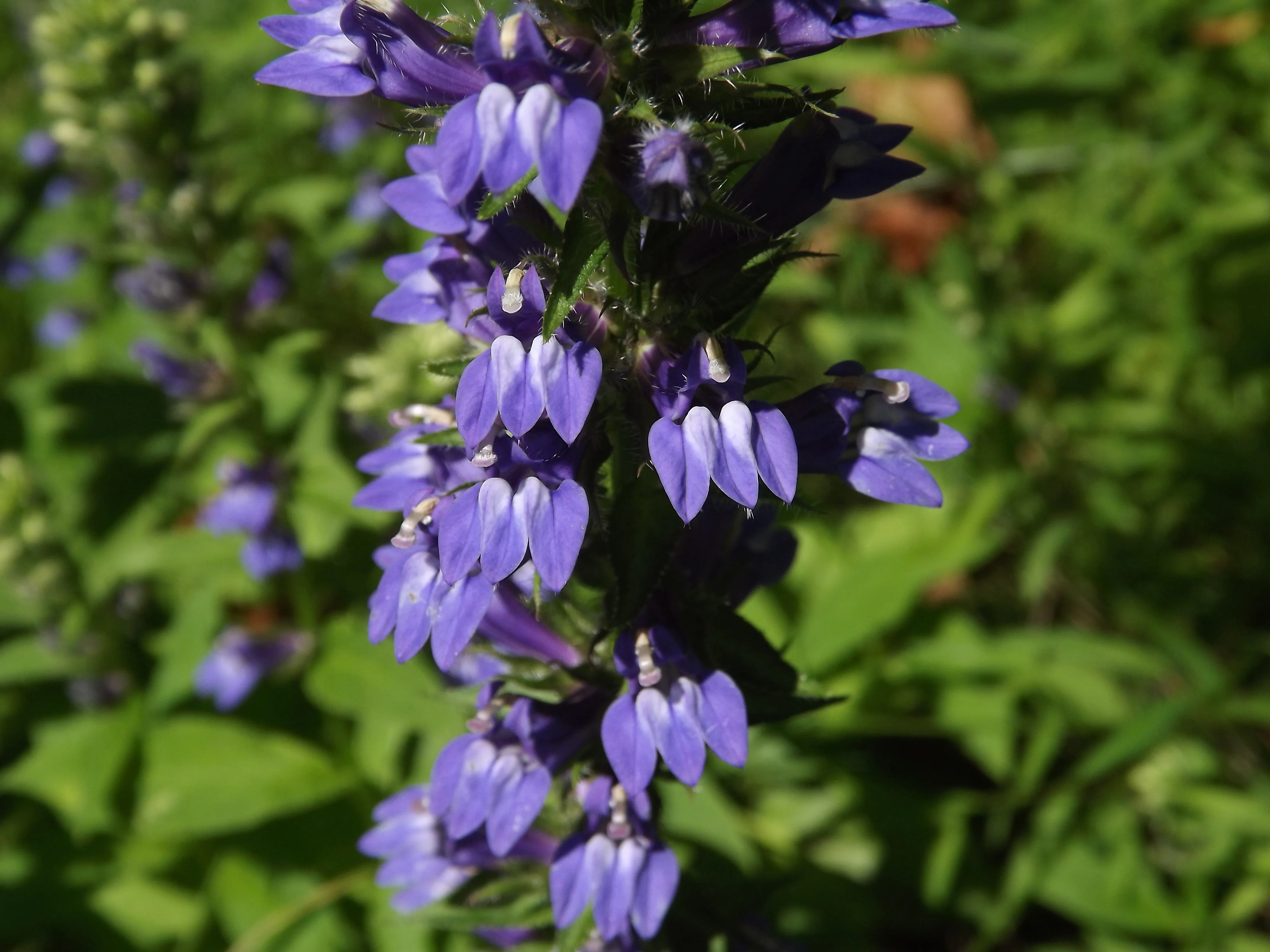 Great Lobelia, Goldenrod, and Pollen Sacs?