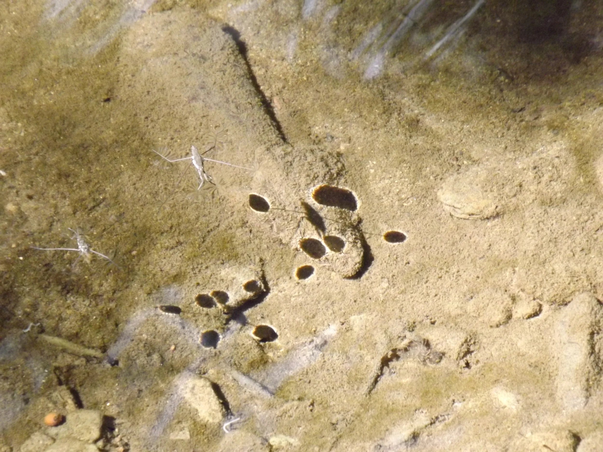 Common Water Strider Gerris lacustris